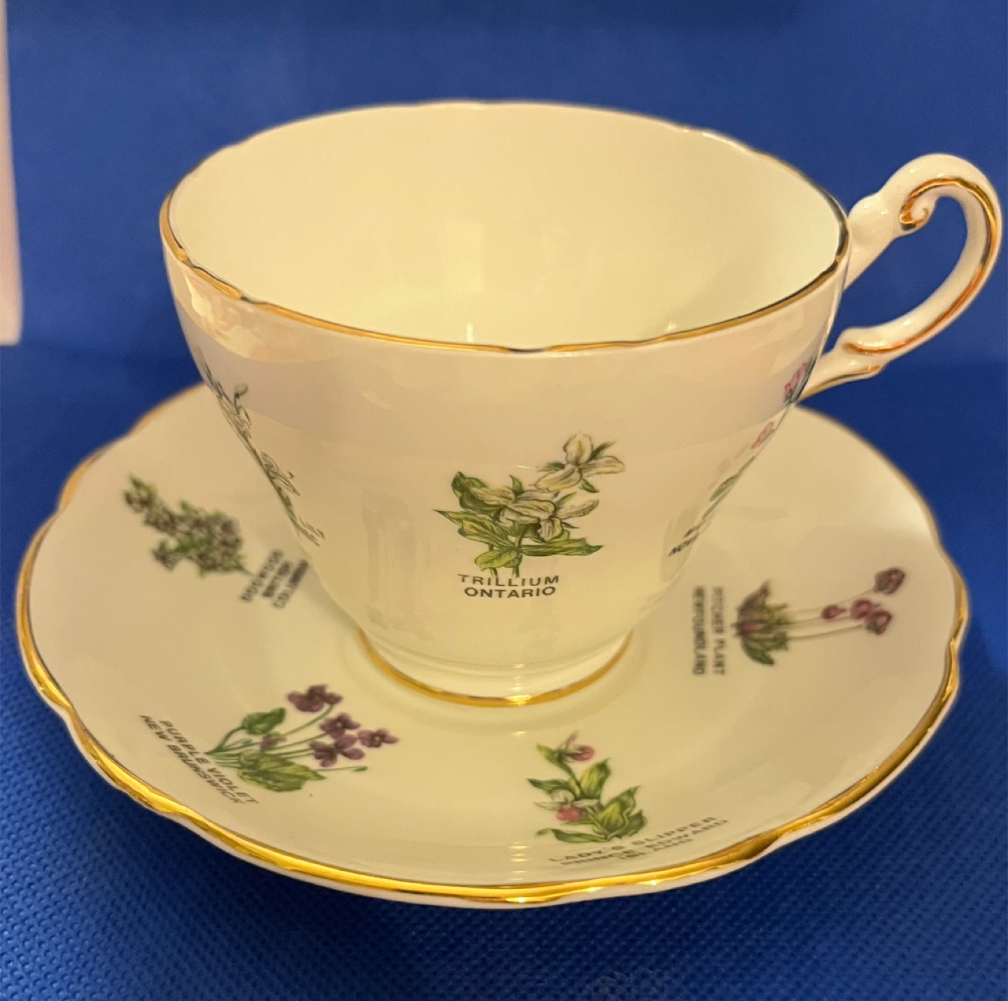 Royal Darwood Bone China Cup and Saucer