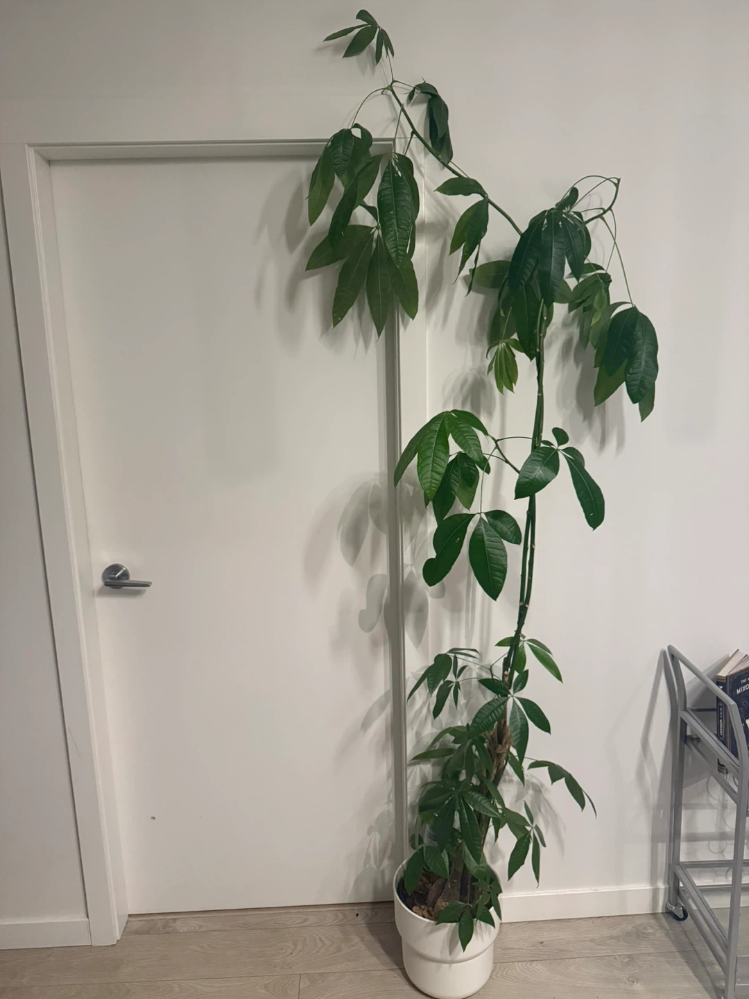 7ft + money tree