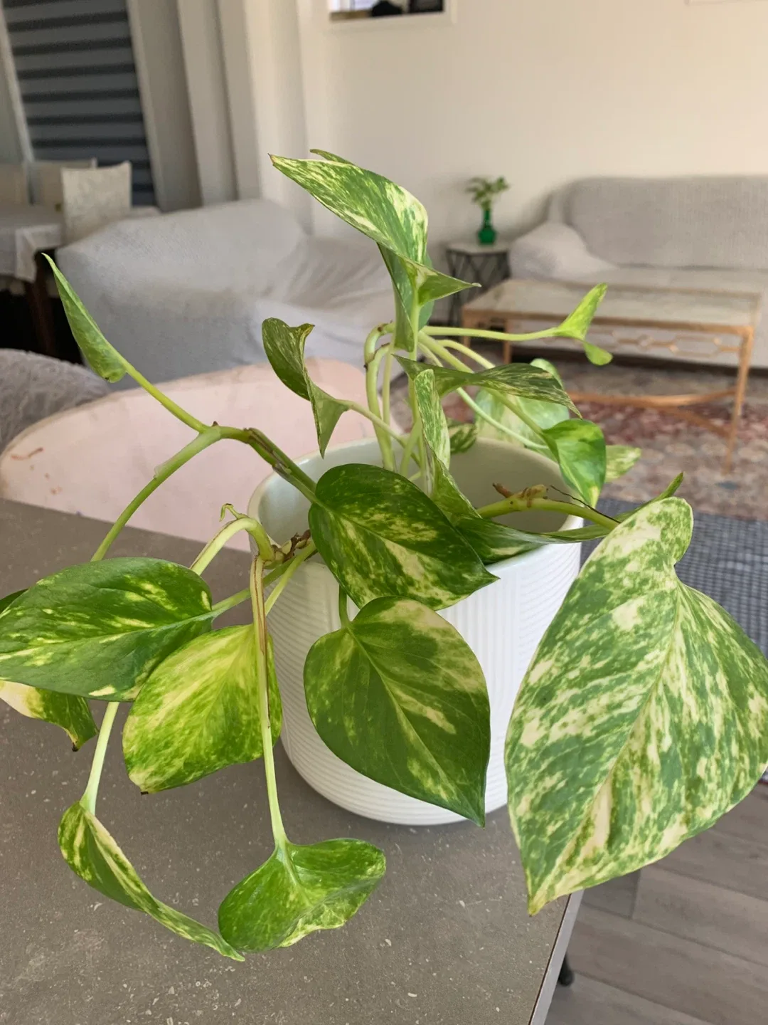 Pothos Plant in White Pot image indicator(2)
