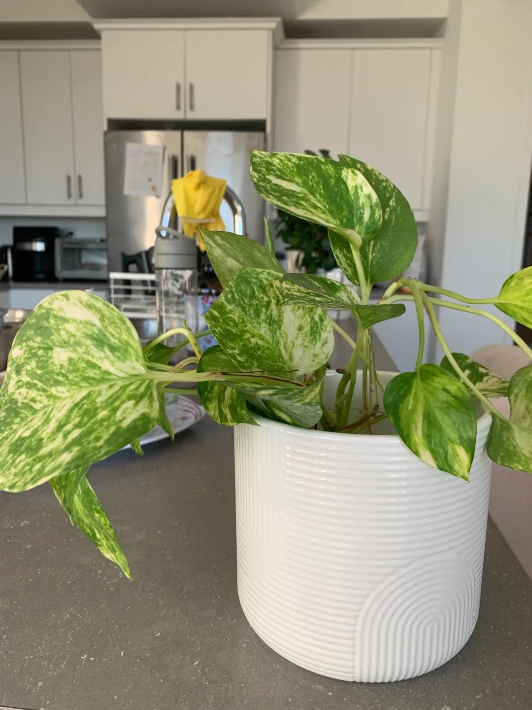 Pothos Plant in White Pot image indicator(4)