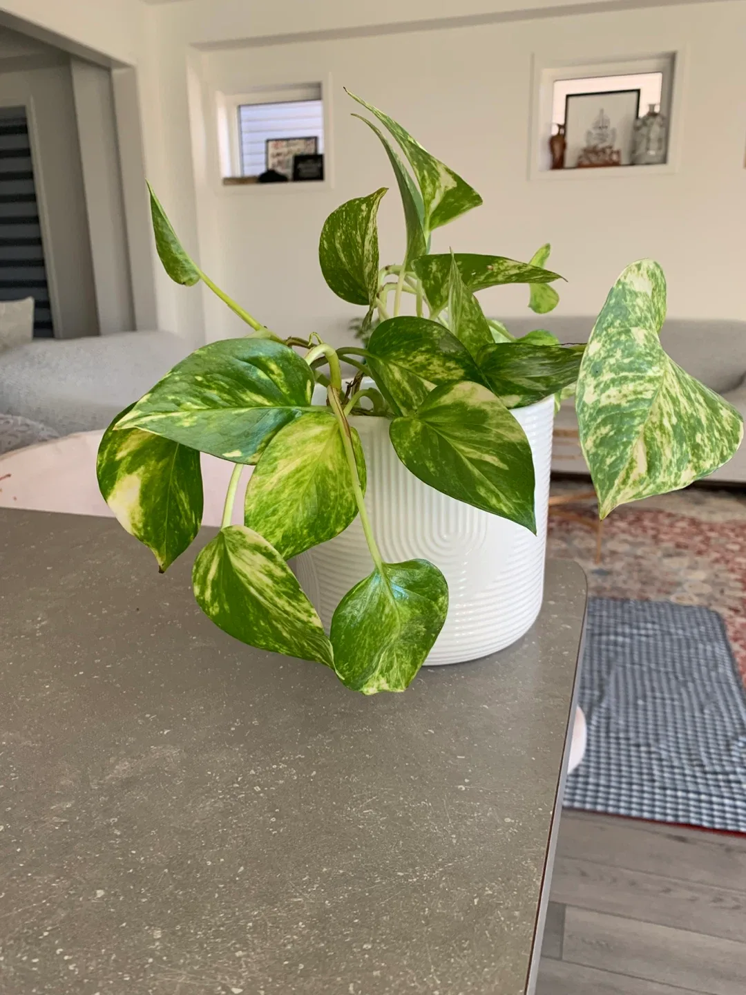 Pothos Plant in White Pot image indicator(3)