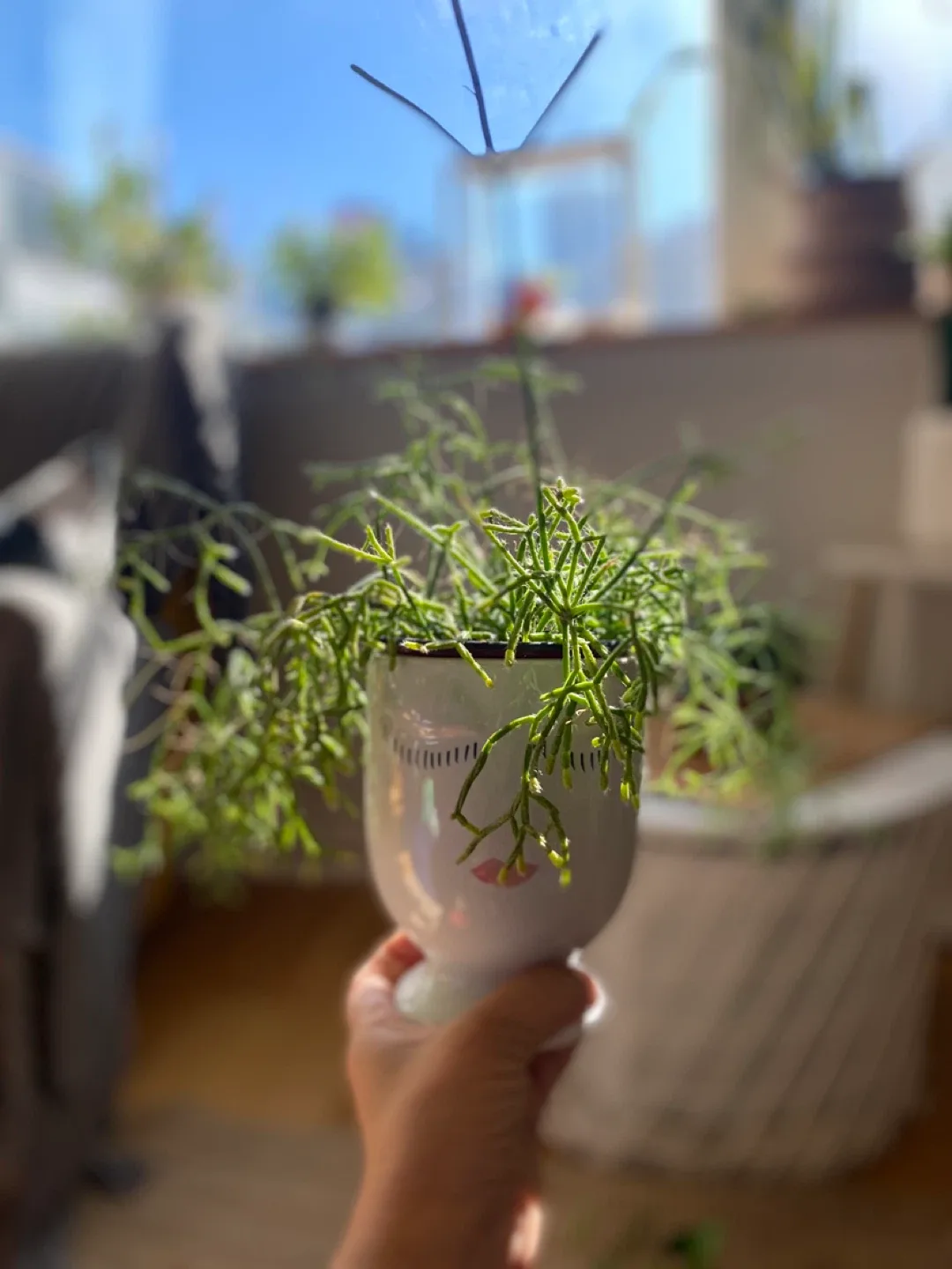 Pencil Cactus in Face Planter image indicator(2)