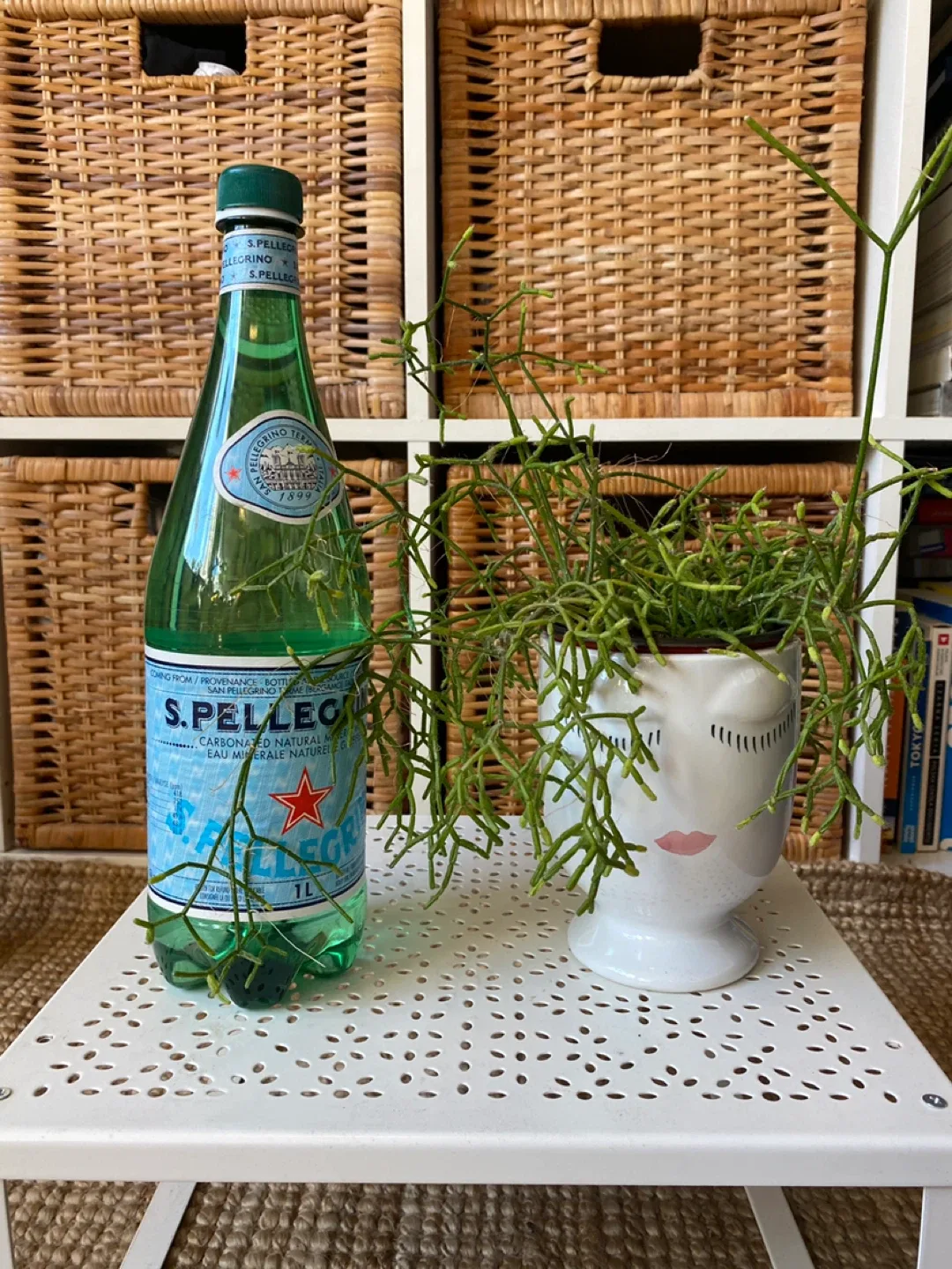 Pencil Cactus in Face Planter image indicator(3)