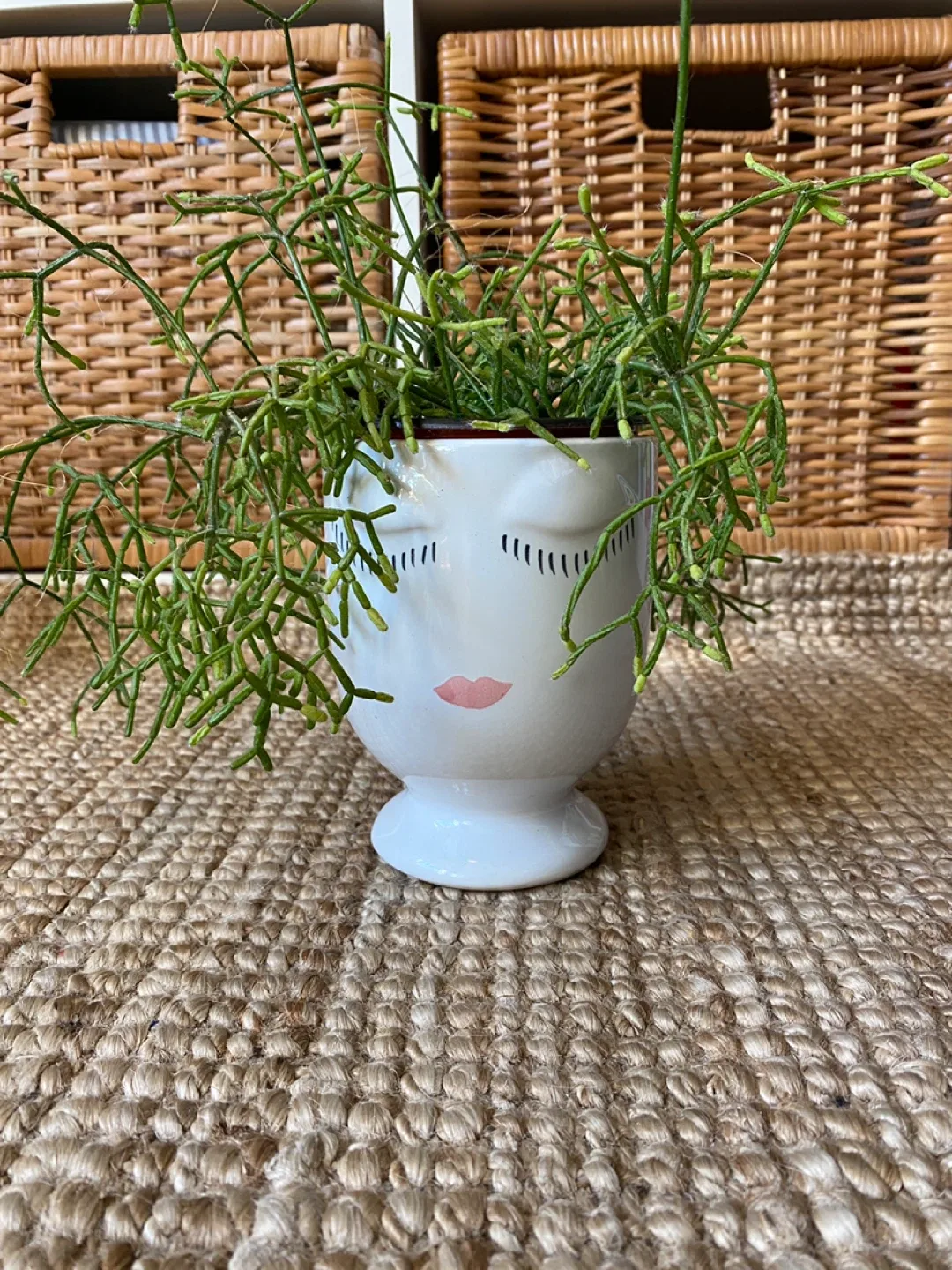 Pencil Cactus in Face Planter image indicator(5)