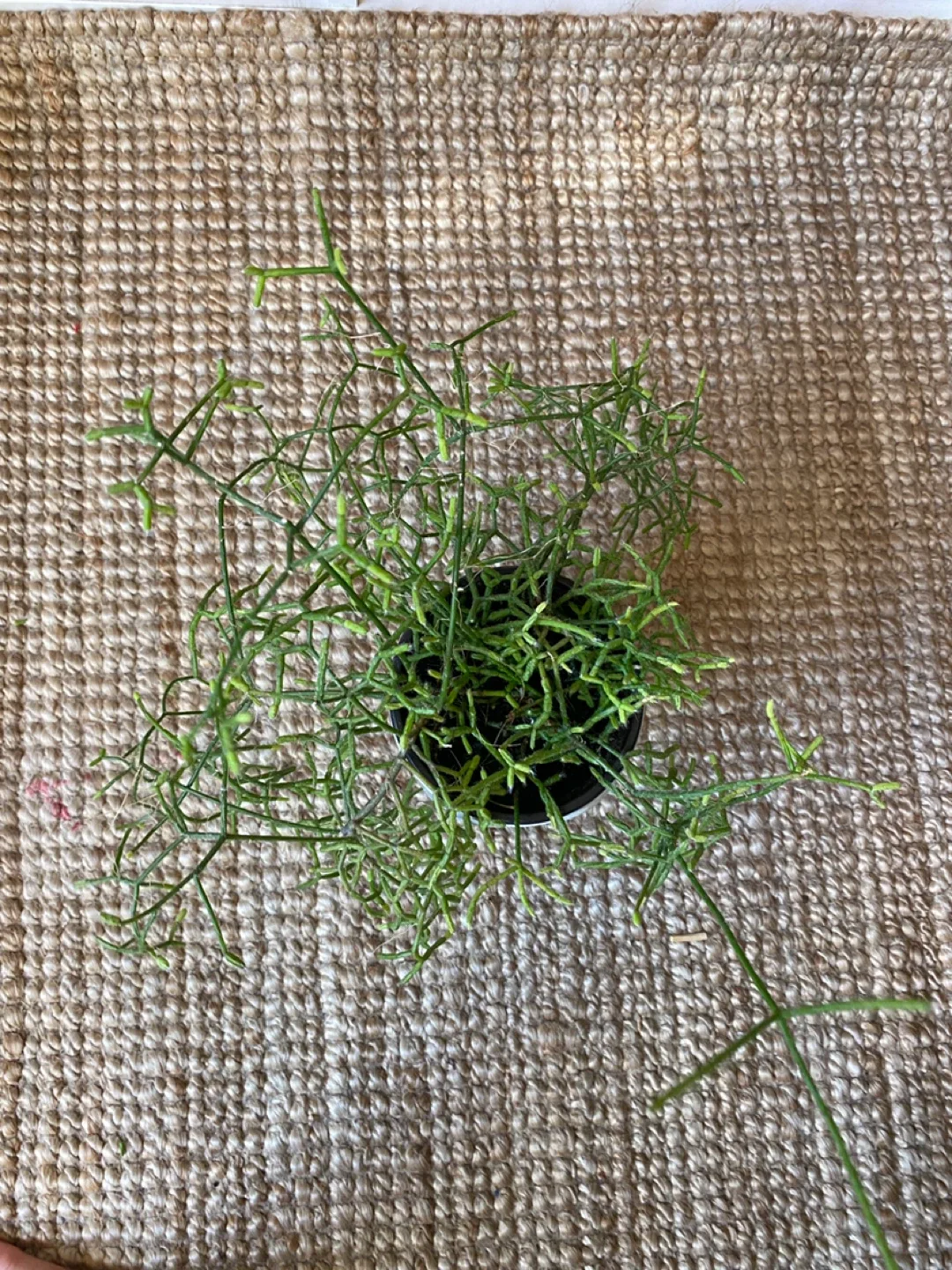 Pencil Cactus in Face Planter image indicator(4)