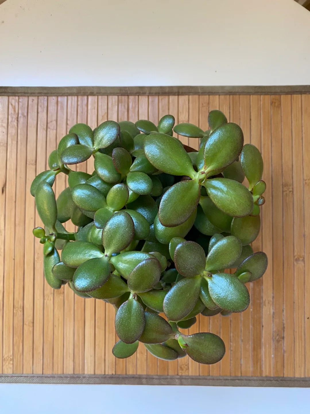 Jade Plant in Terracotta Pot image indicator(2)