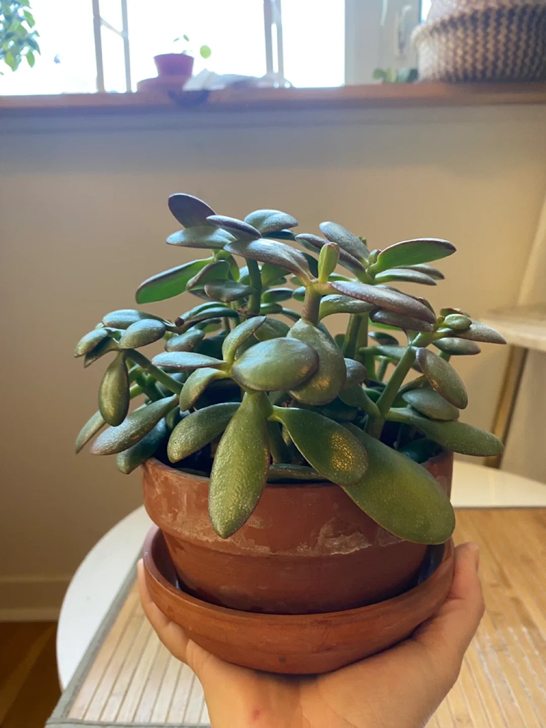 Jade Plant in Terracotta Pot image indicator(3)