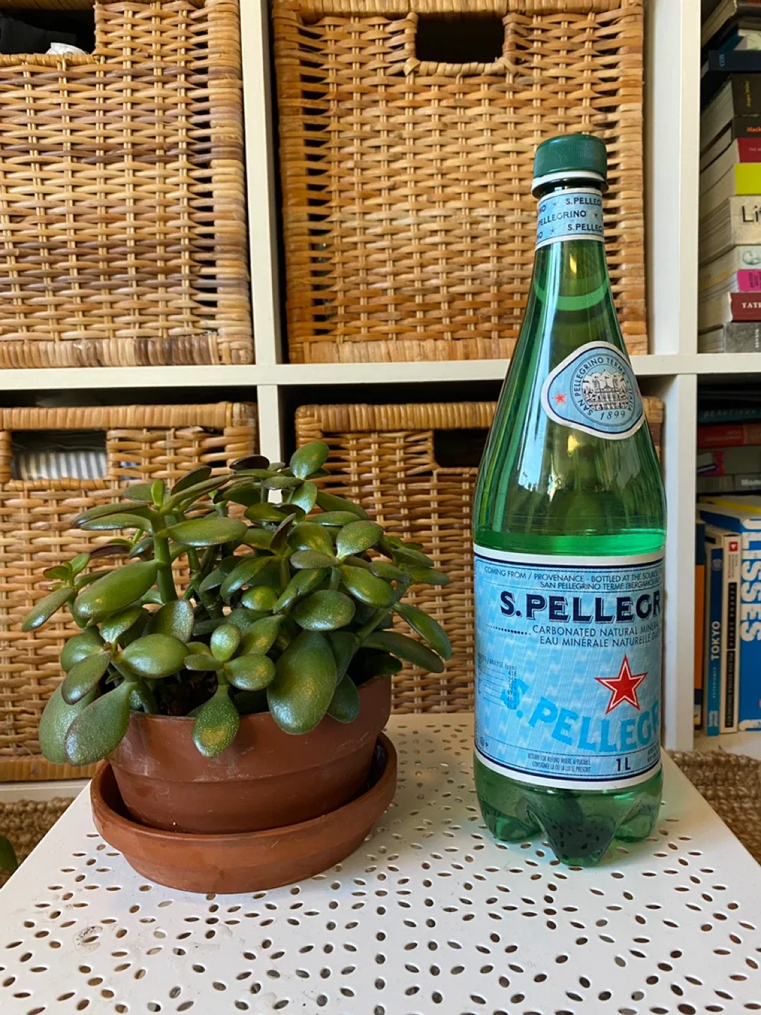 Jade Plant in Terracotta Pot image indicator(5)