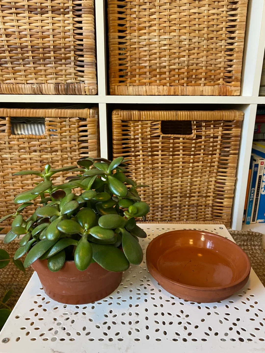 Jade Plant in Terracotta Pot image indicator(4)