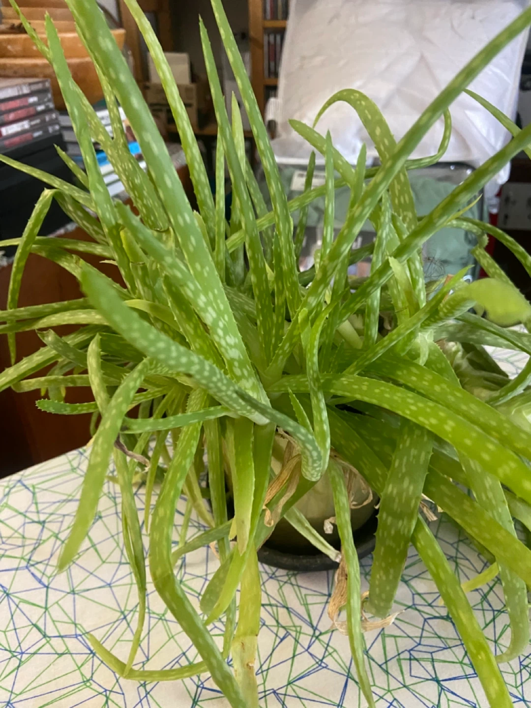 PENDING PICKUP-Aloe Vera Plant-free