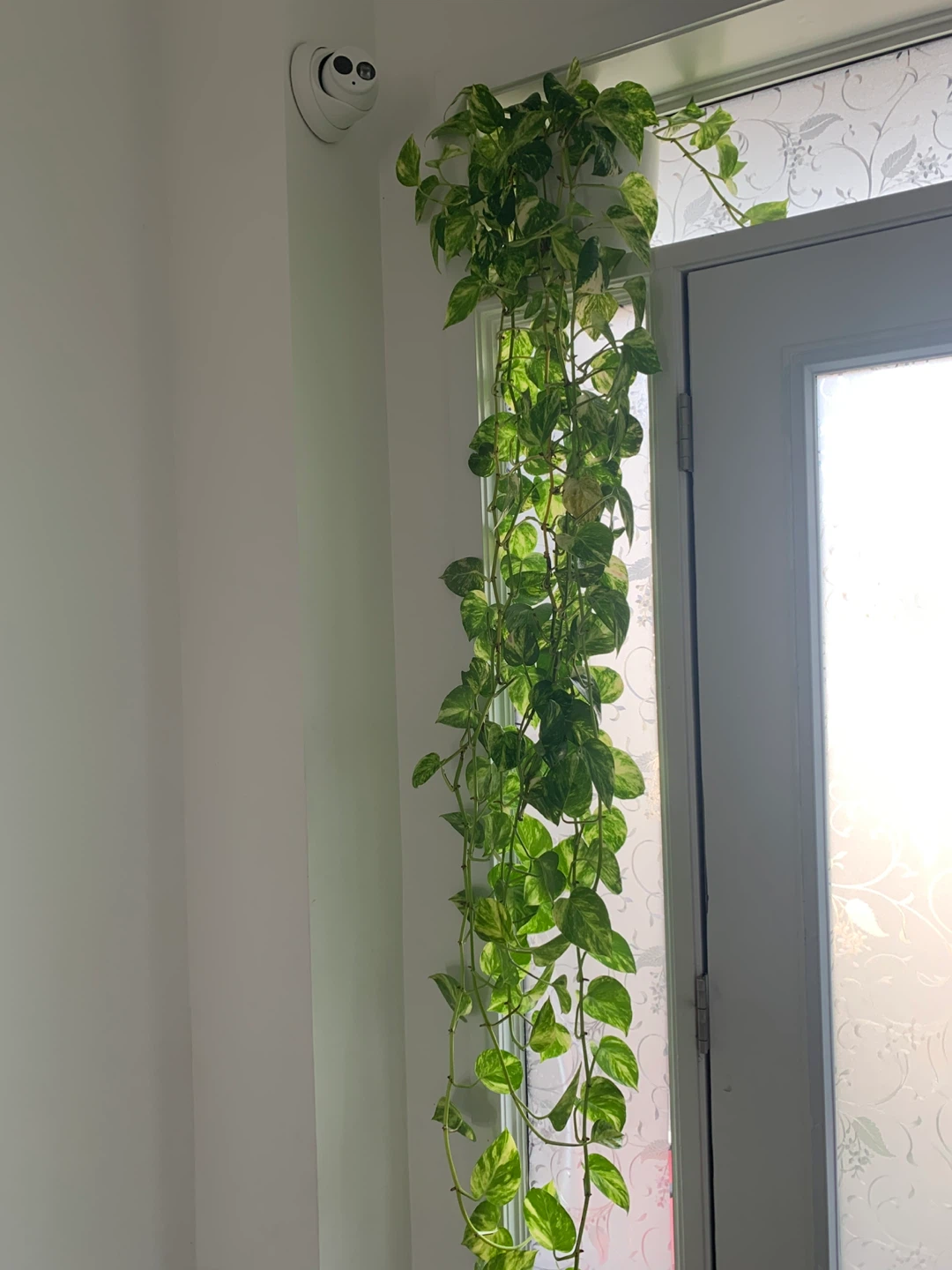 Golden Pothos Plant - photo 4
