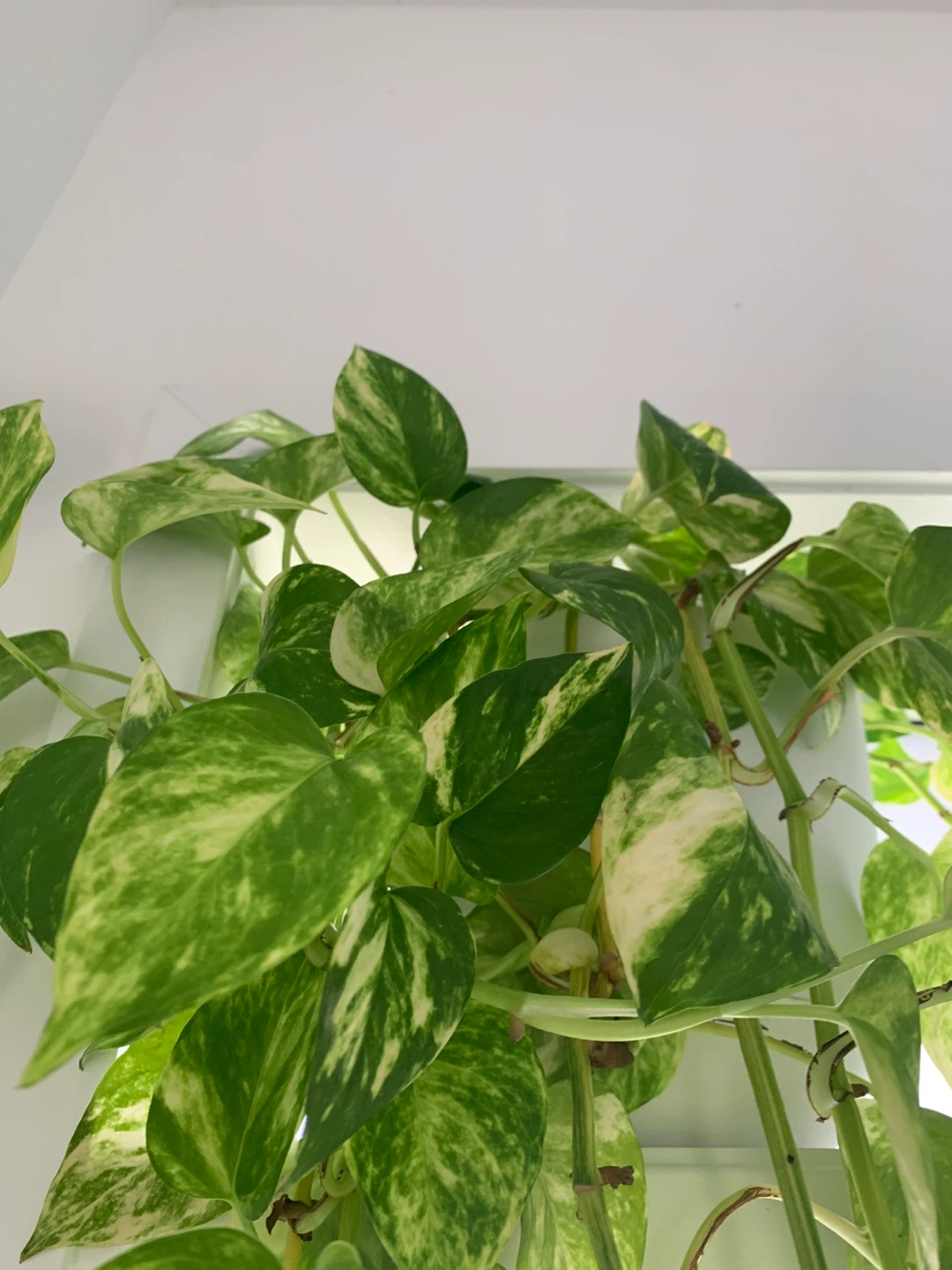 Golden Pothos Plant - photo 2