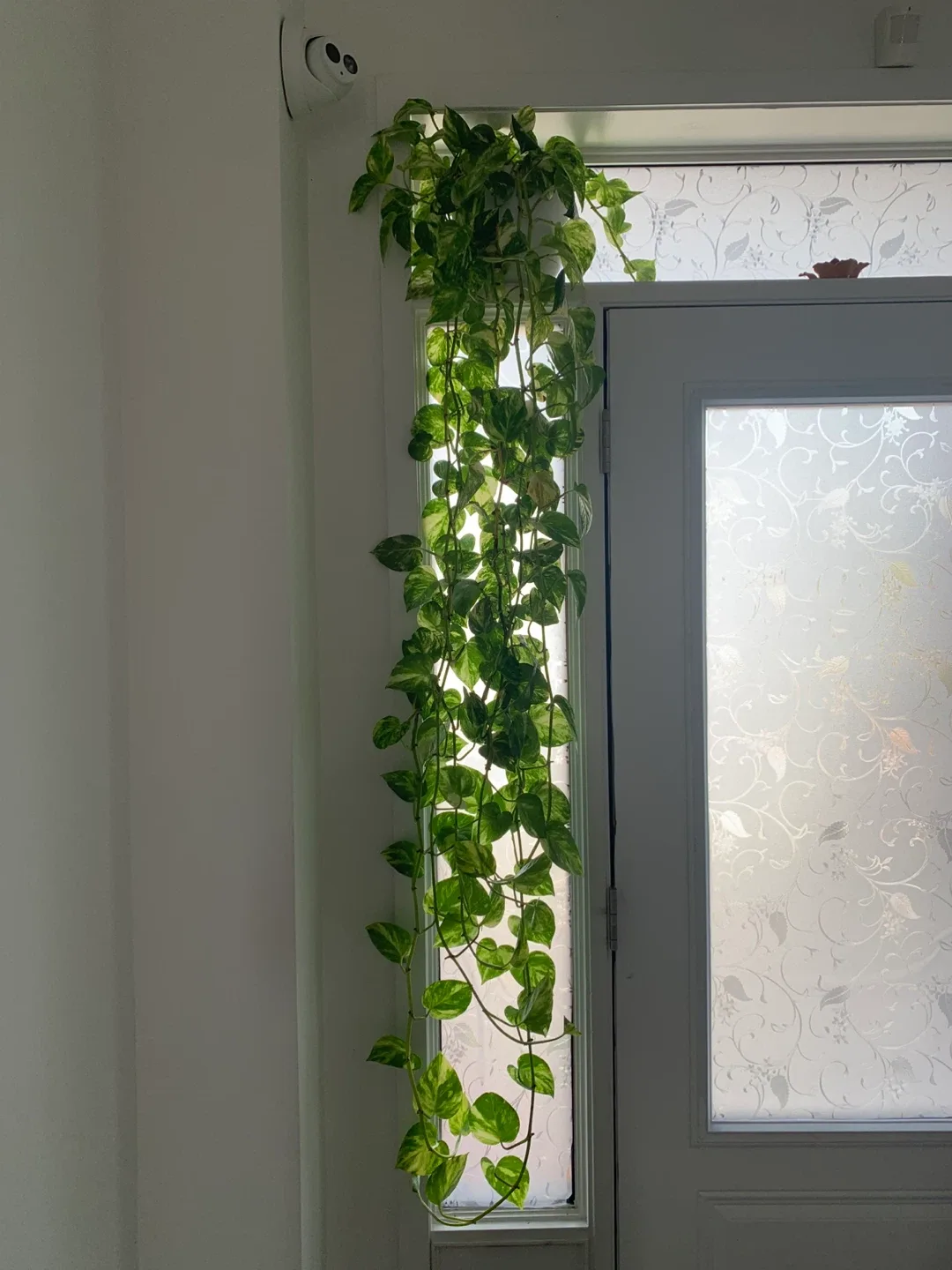 Golden Pothos Plant image indicator(6)