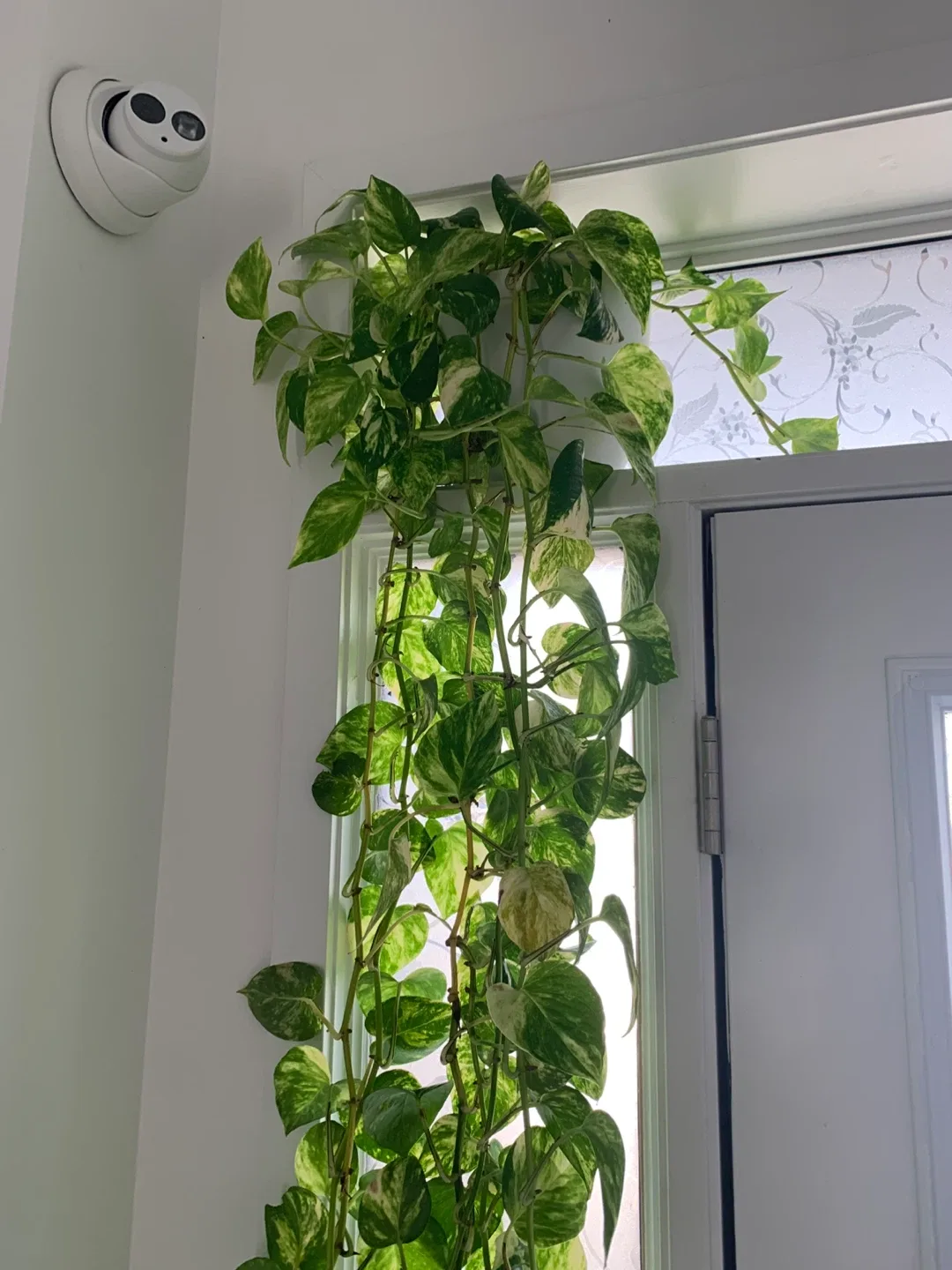 Golden Pothos Plant image indicator(5)