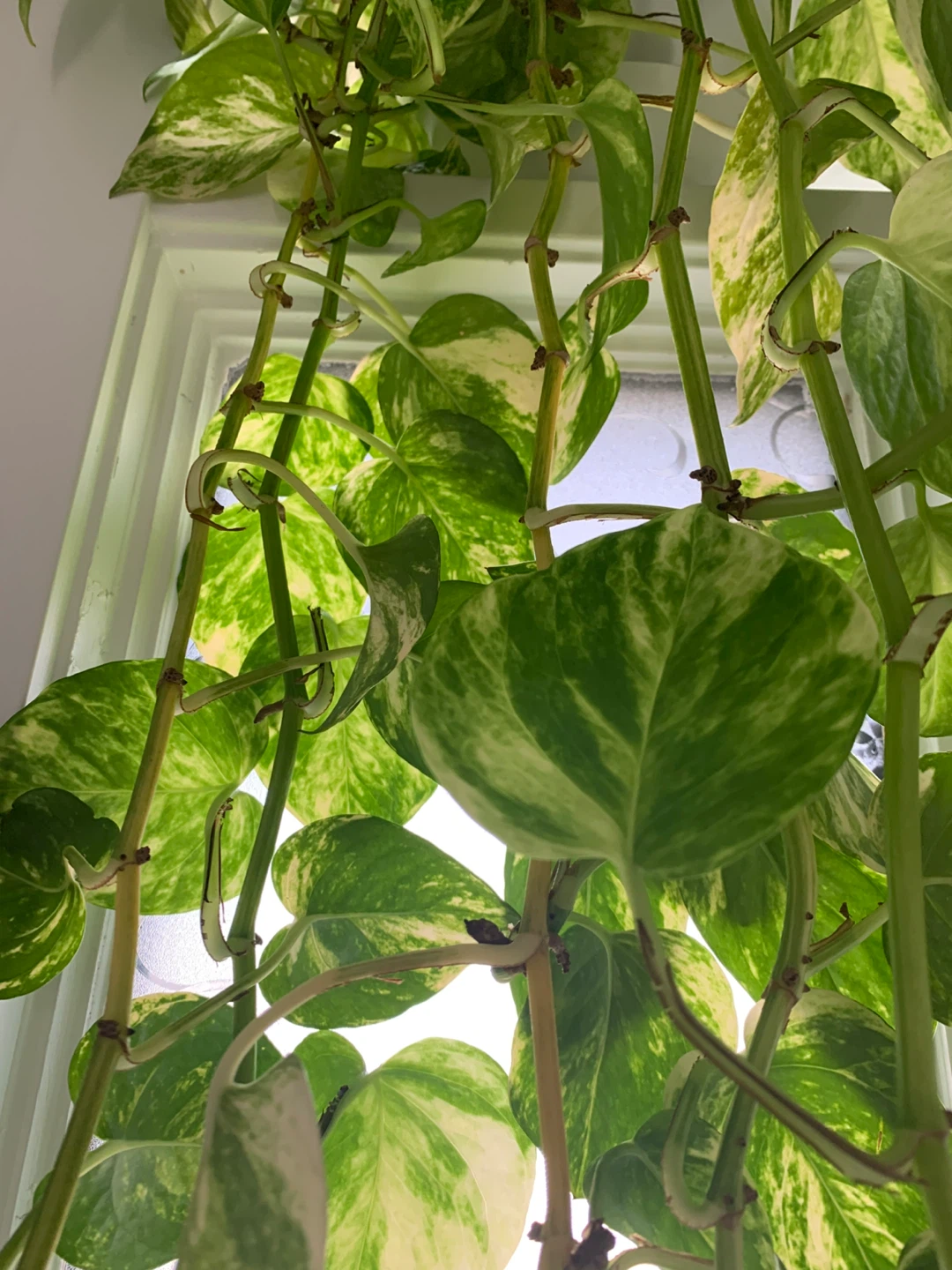 Golden Pothos Plant