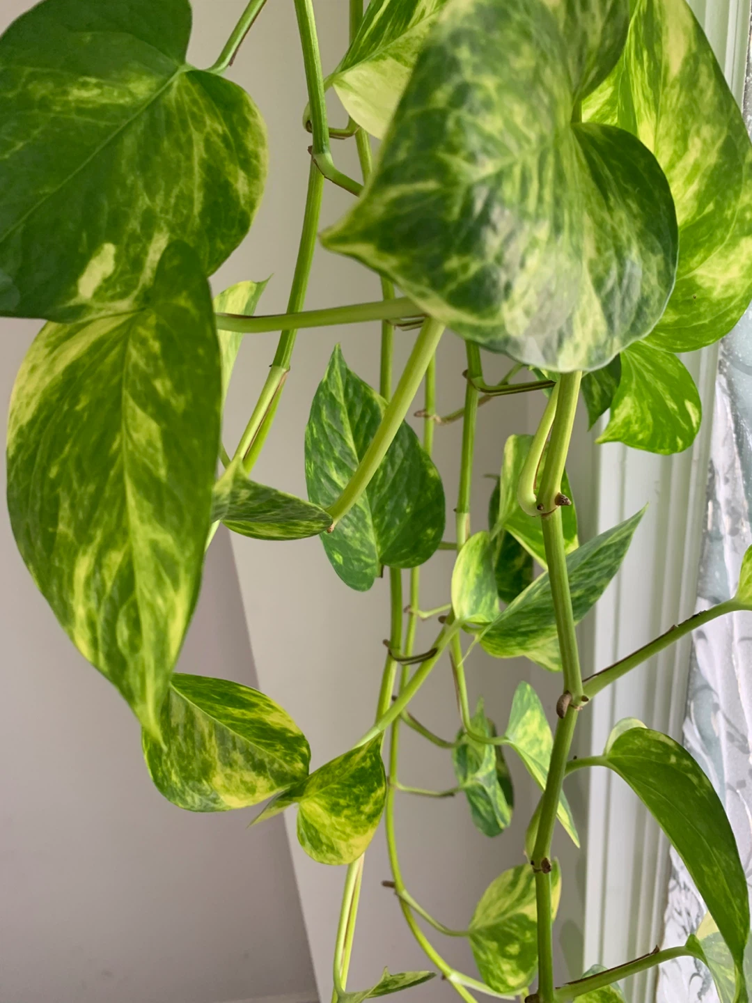 Golden Pothos Plant - photo 3