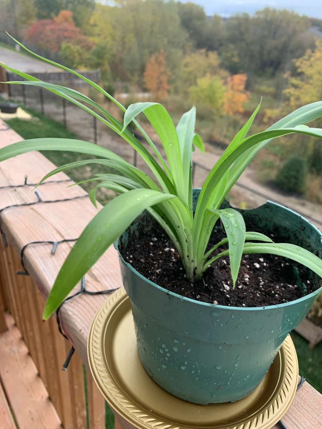Potted Spider Plant - photo 3