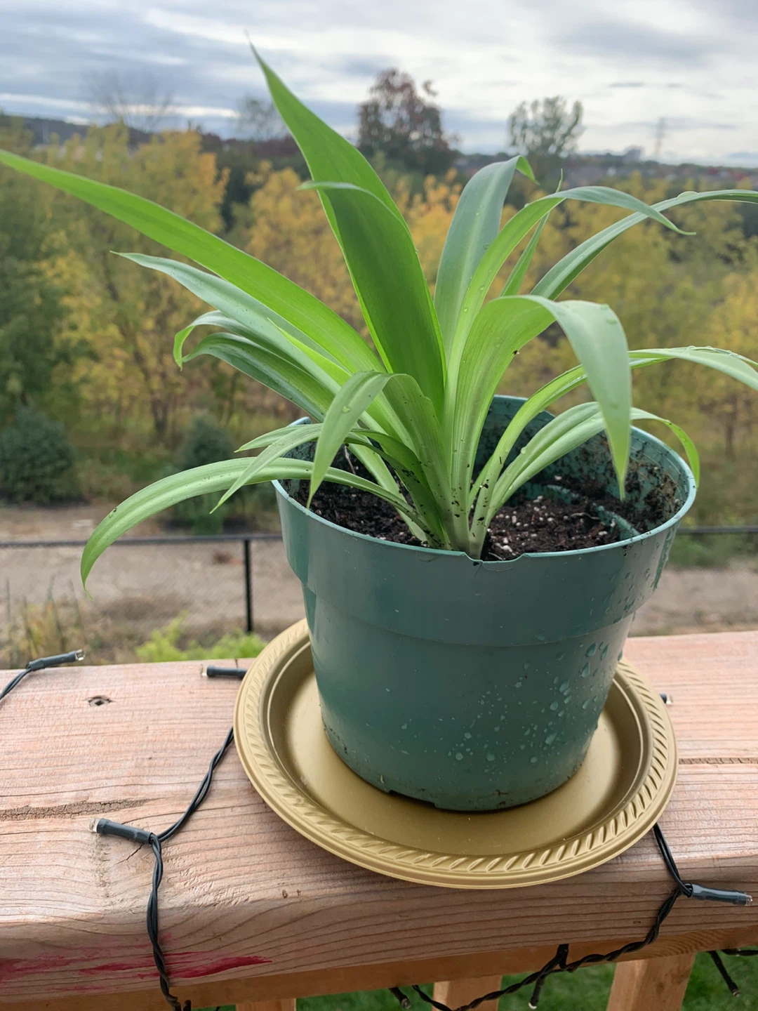 Potted Spider Plant - photo 2