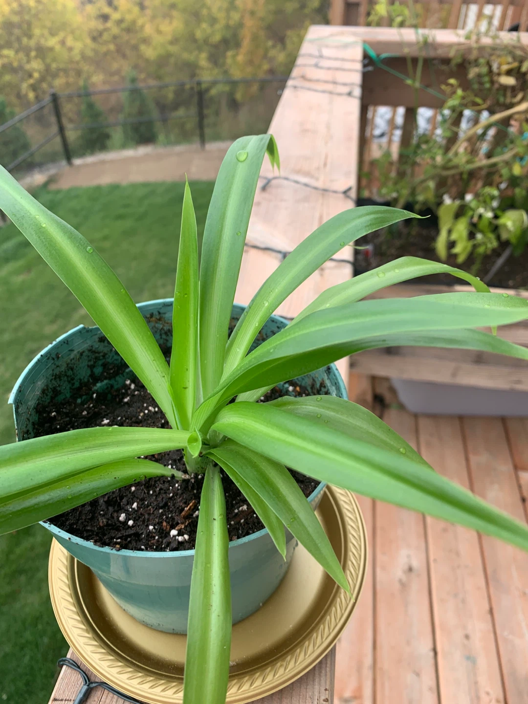 Potted Spider Plant
