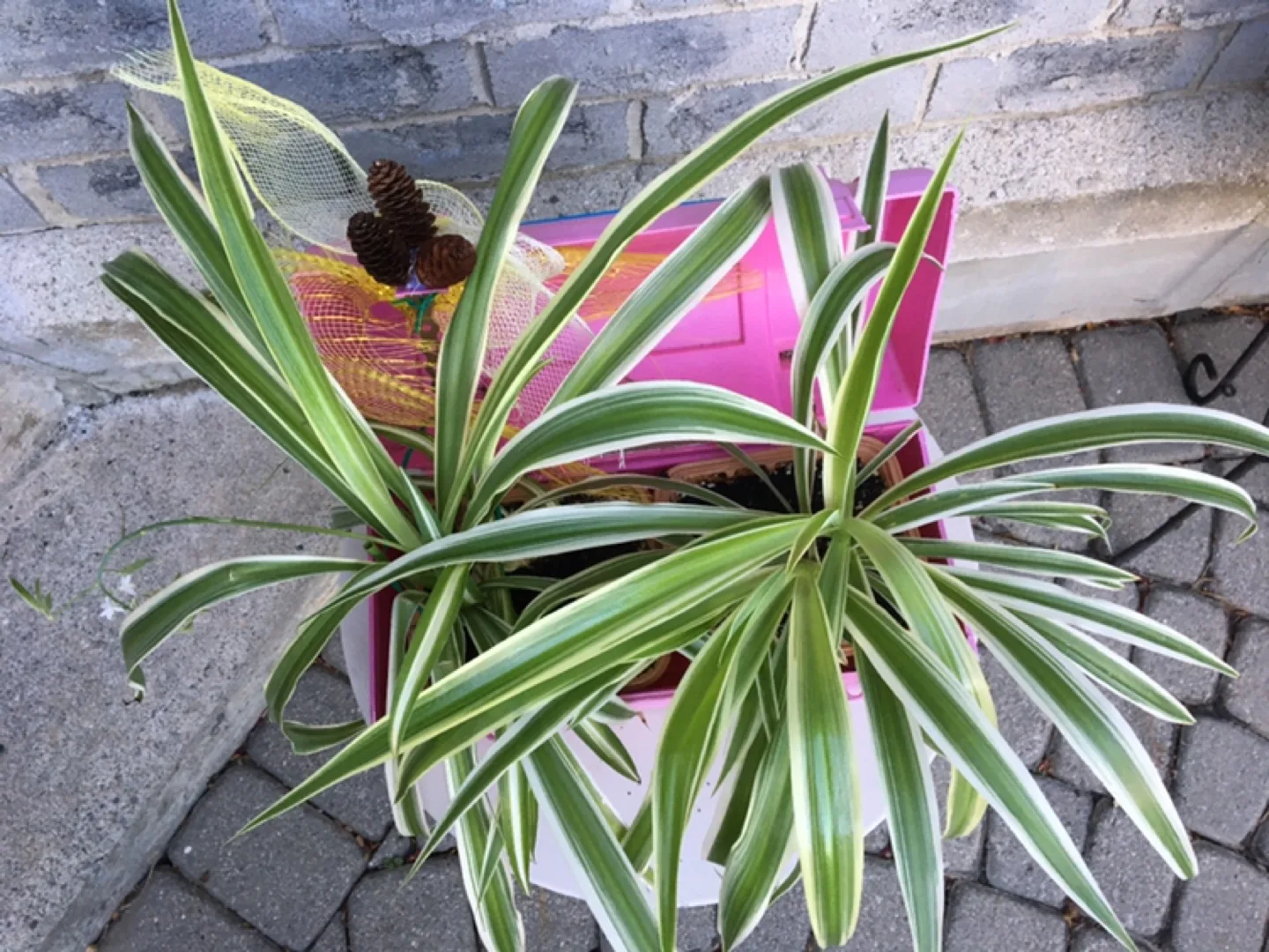 Spider Plants image indicator(2)