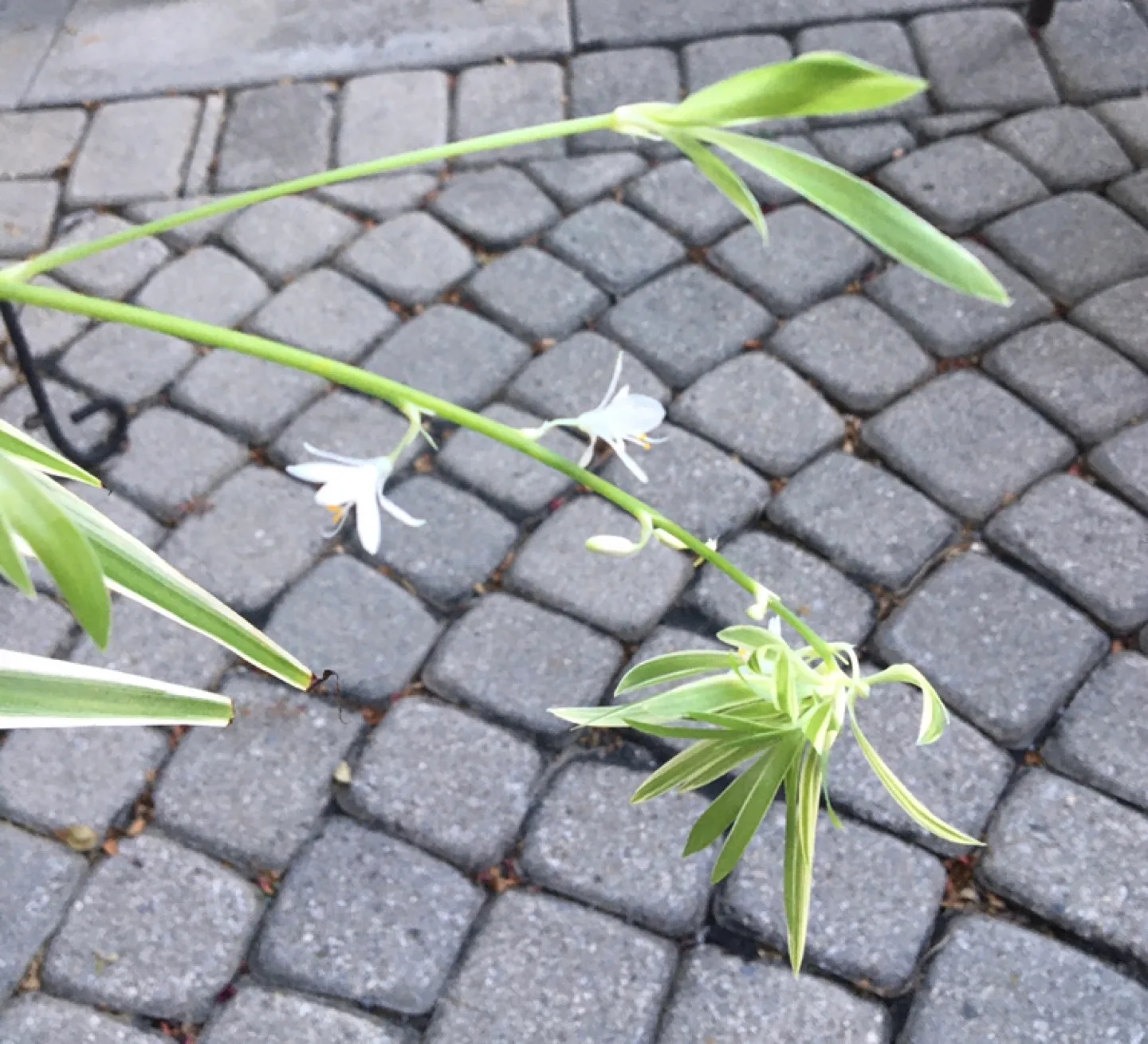 Spider Plants image indicator(3)