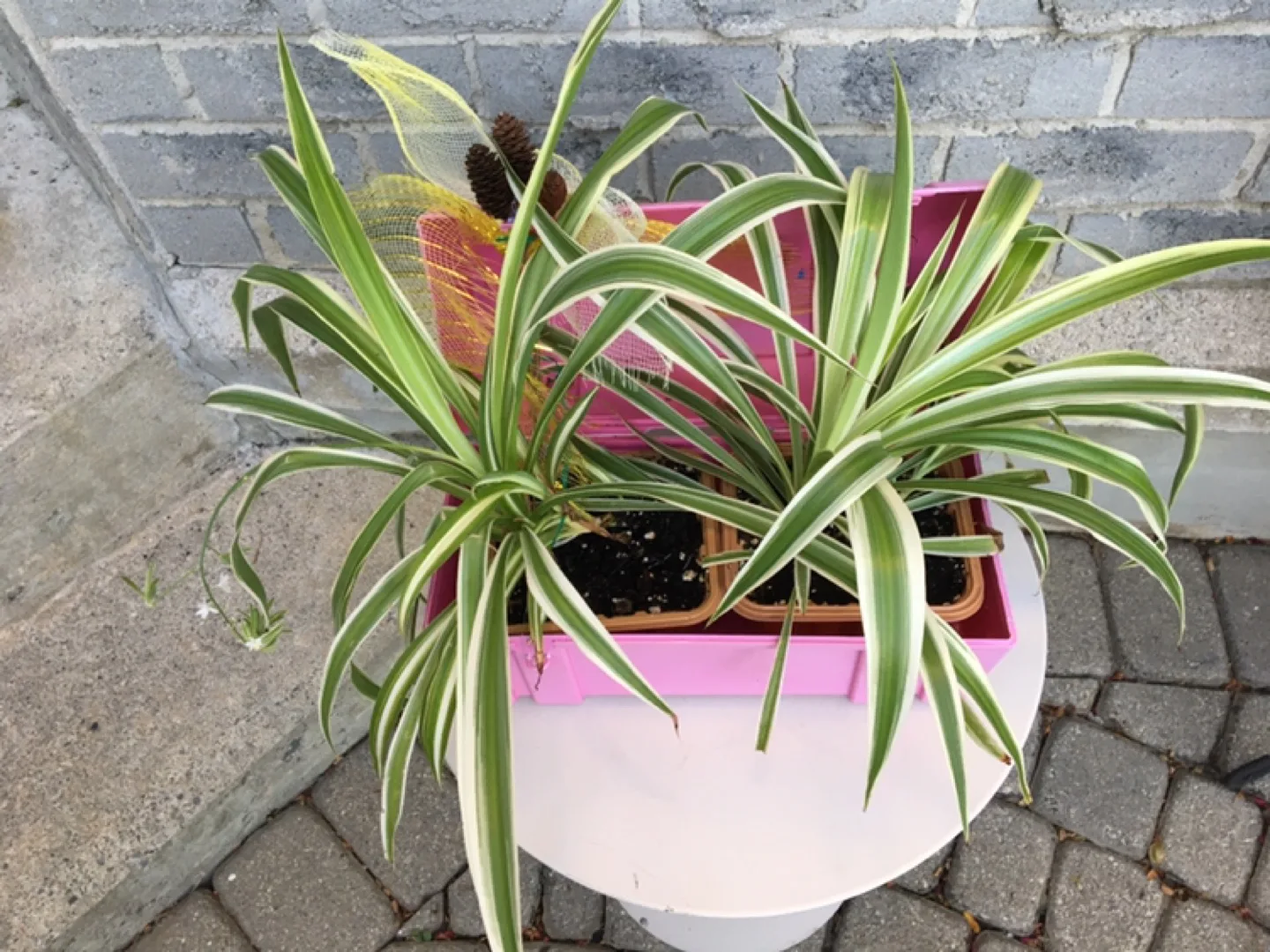 Spider Plants image indicator(4)