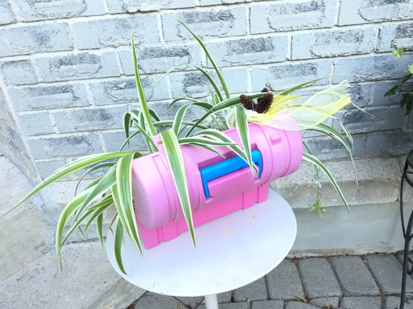 Spider Plants image indicator(5)