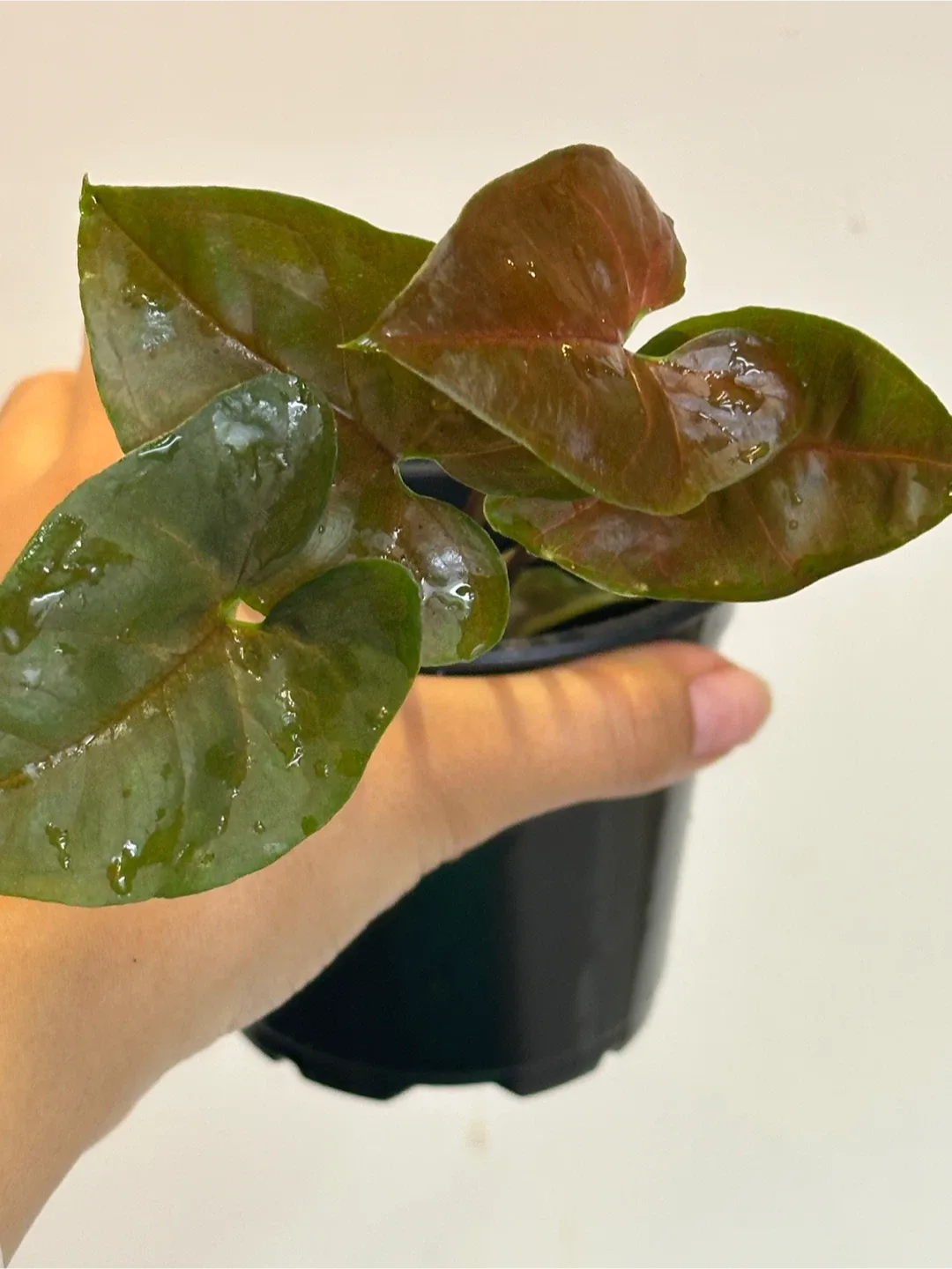 Syngonium Maria Plant image indicator(3)