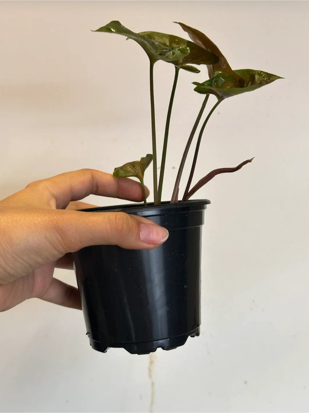 Syngonium Maria Plant image indicator(2)