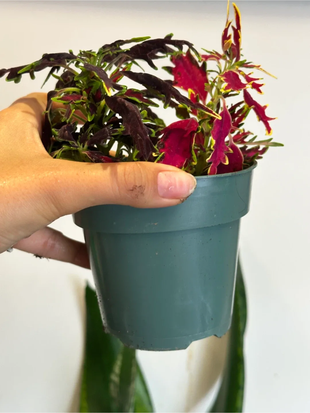 Coleus Plant image indicator(2)