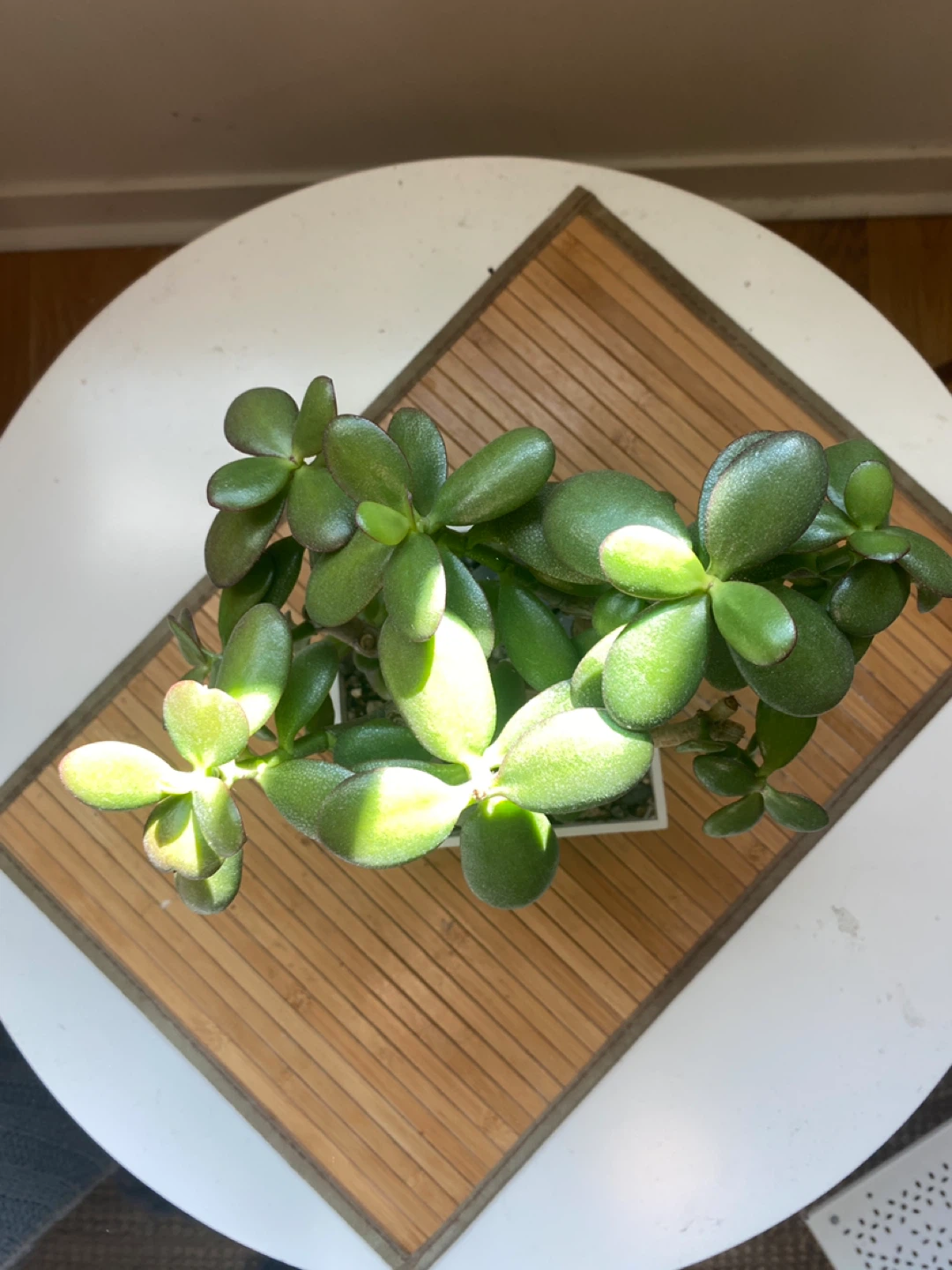 Bonsai Style Jade Plant - photo 4