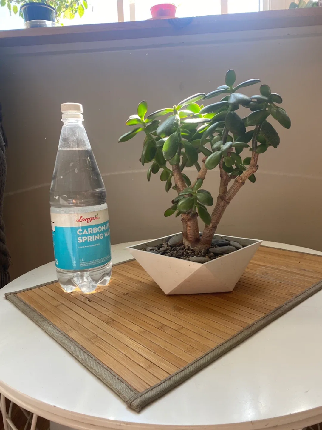 Bonsai Style Jade Plant image indicator(3)