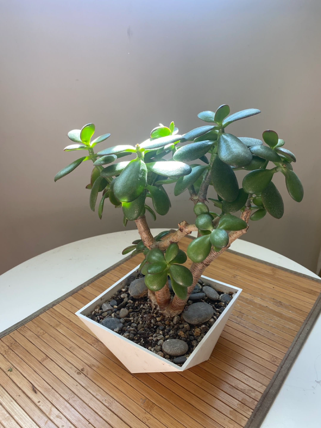 Bonsai Style Jade Plant - photo 5