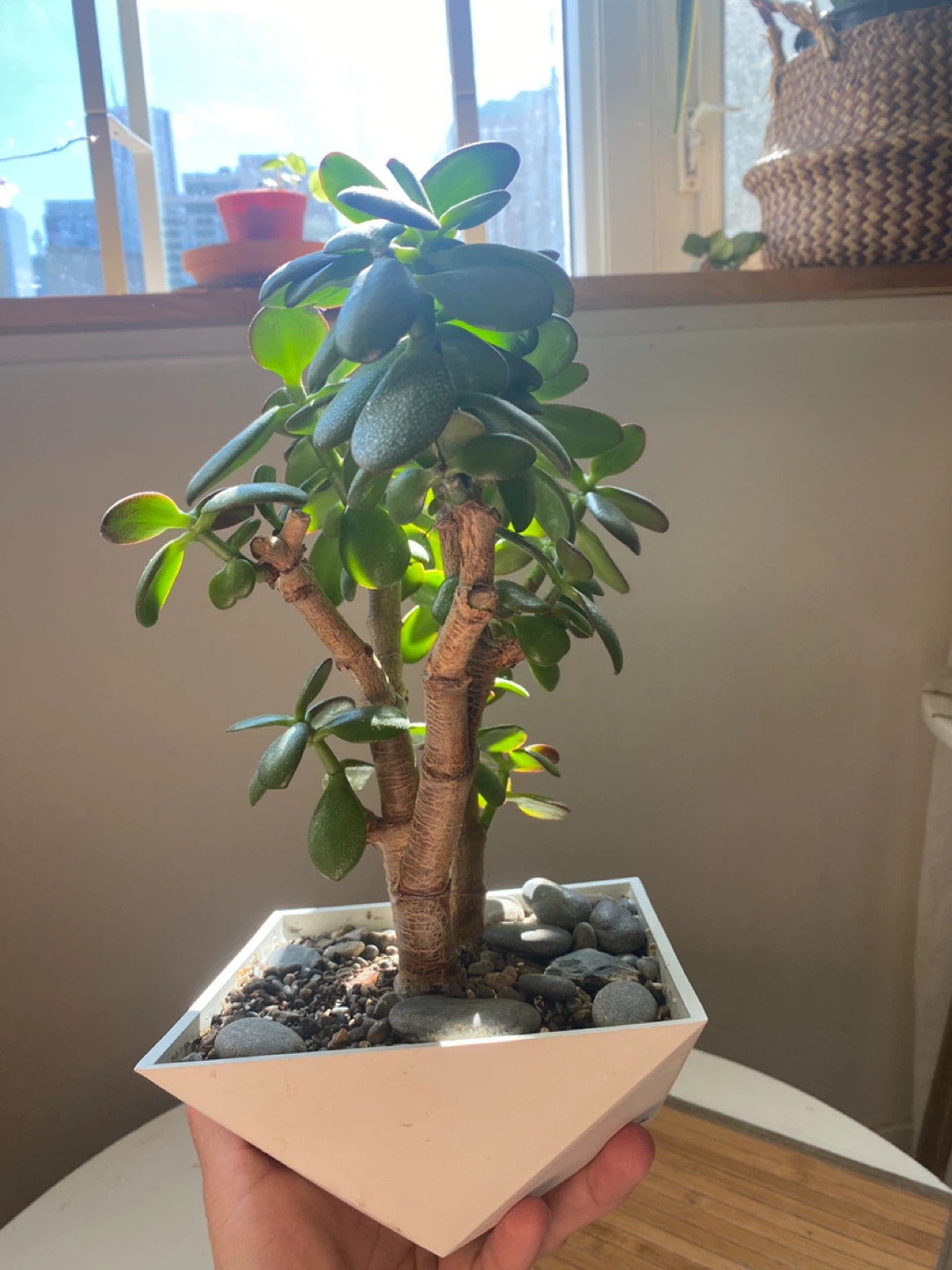 Bonsai Style Jade Plant - photo 2