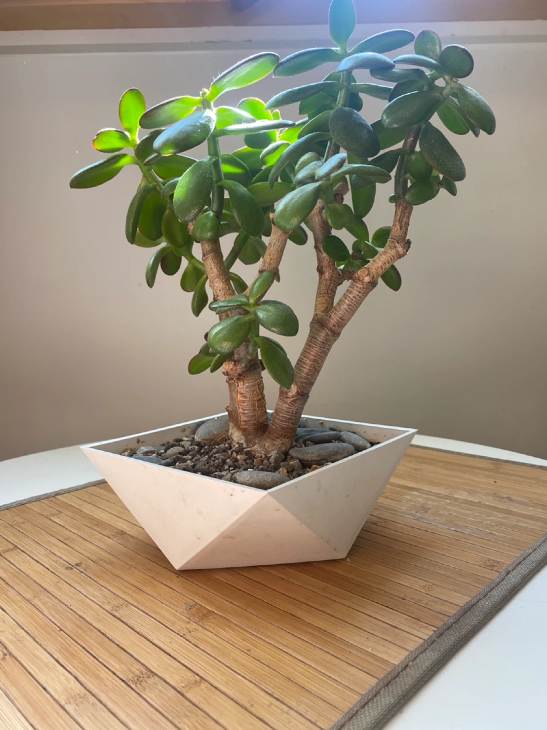 Bonsai Style Jade Plant