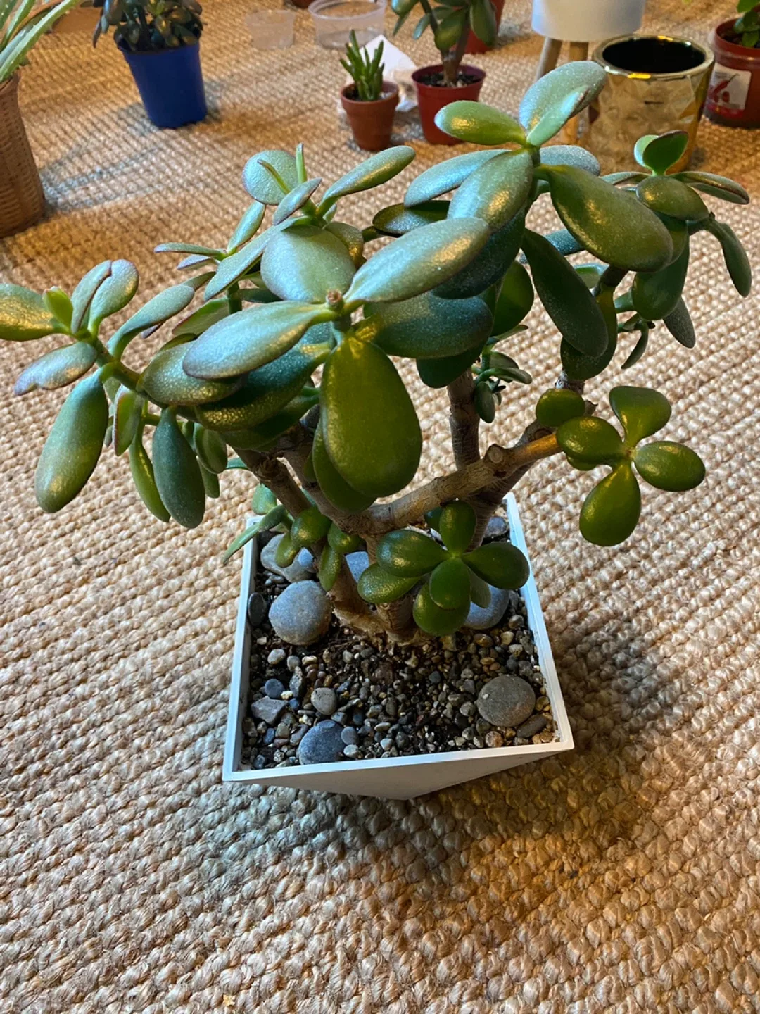 Bonsai Style Jade Plant image indicator(6)