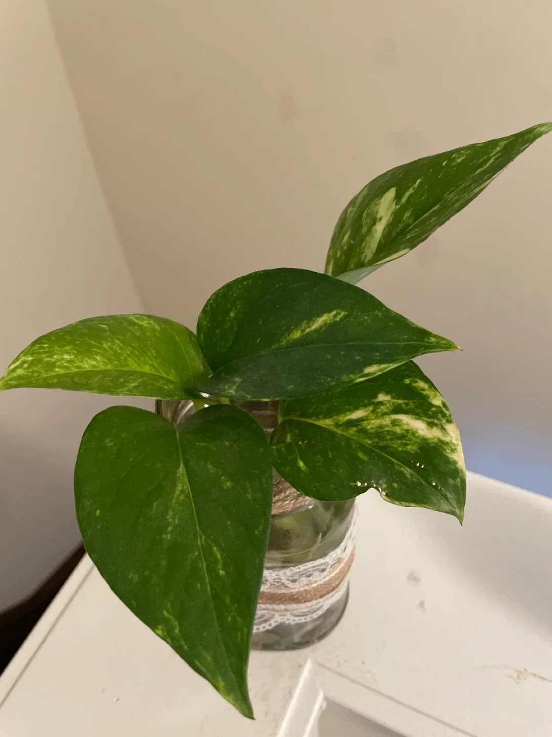 Pothos Plant in Decorated Jar image indicator(3)