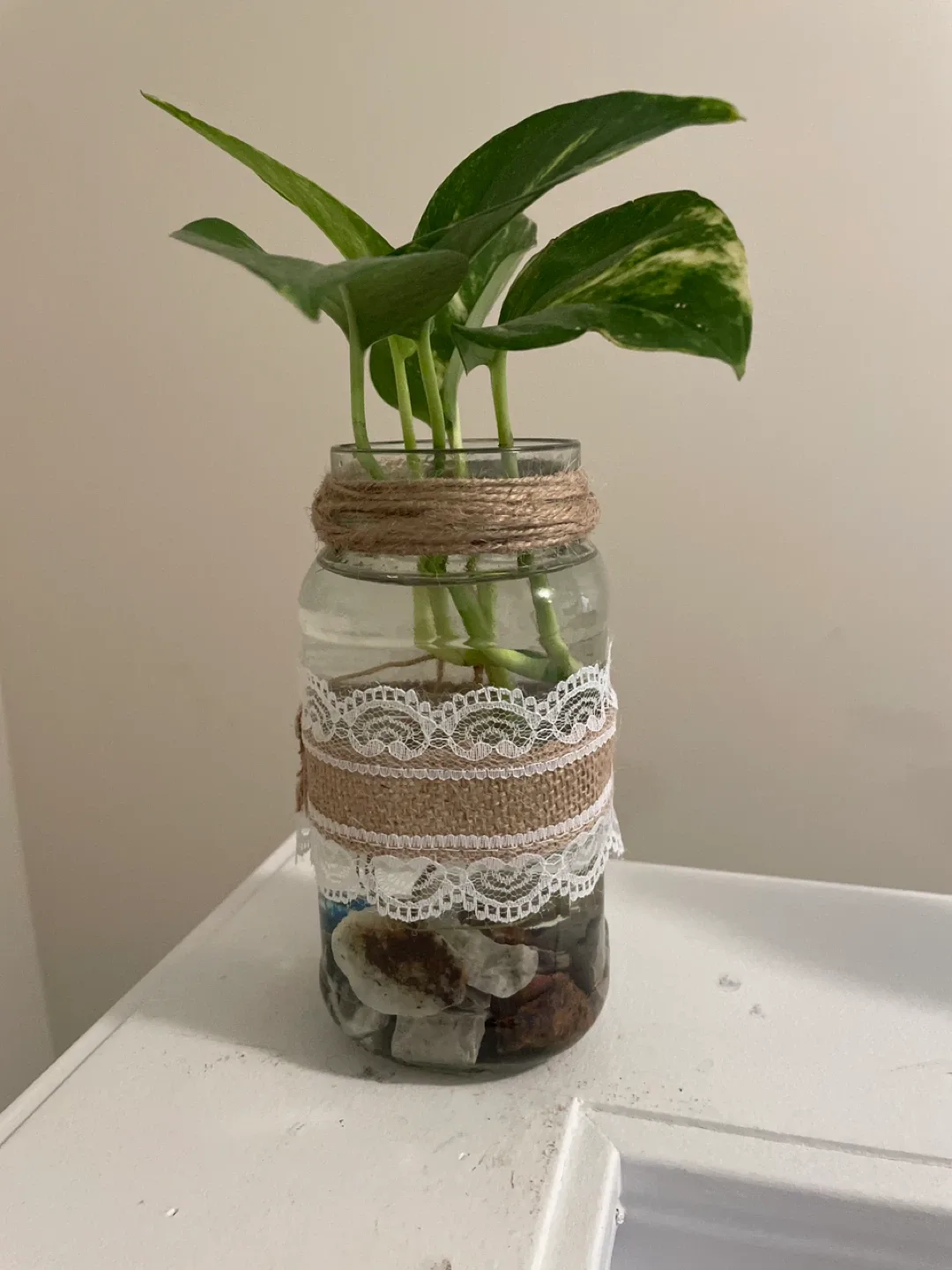 Pothos Plant in Decorated Jar image indicator(4)