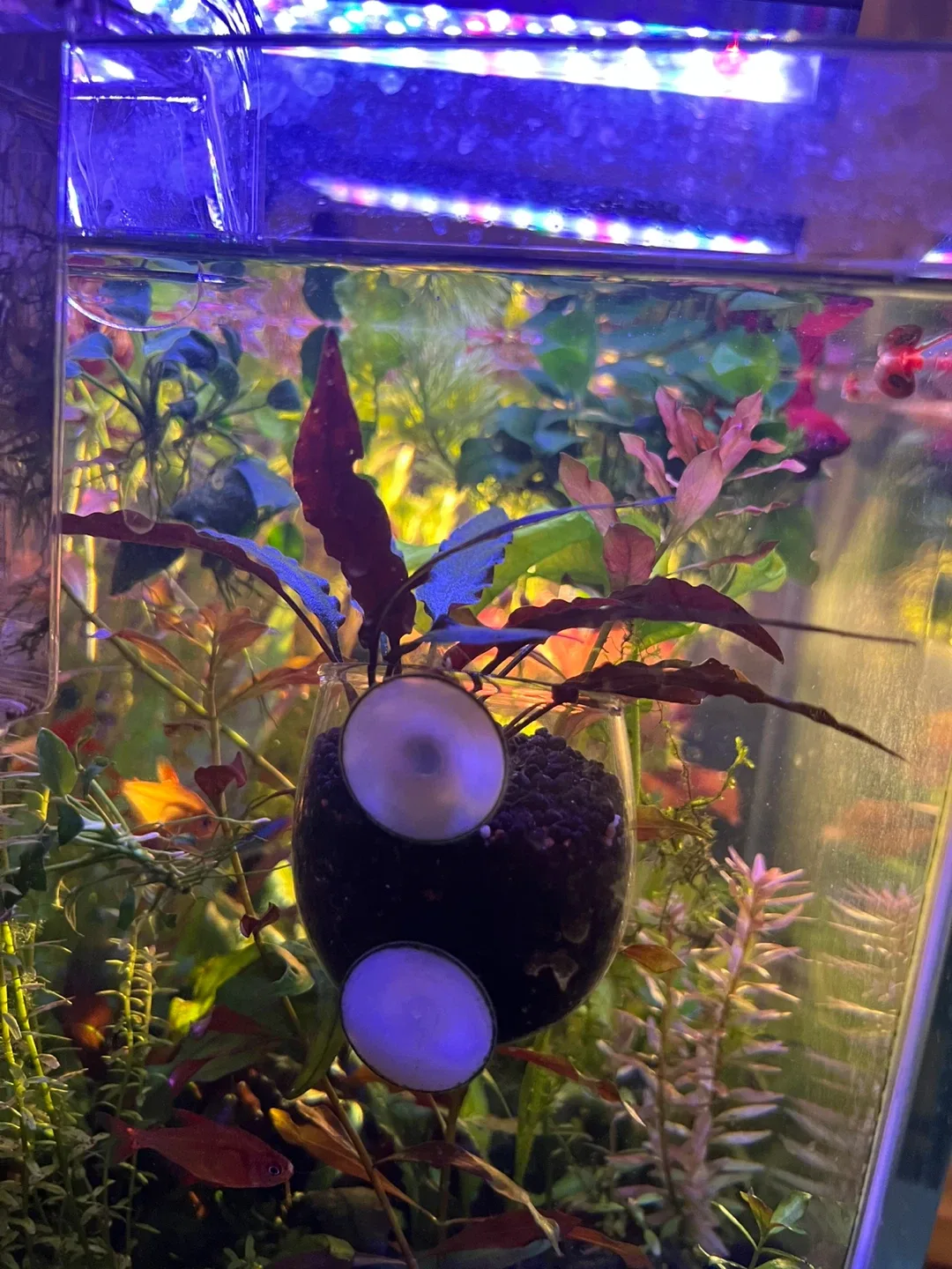 Cryptocoryne Wendtii 'Brown Indo' image indicator(3)