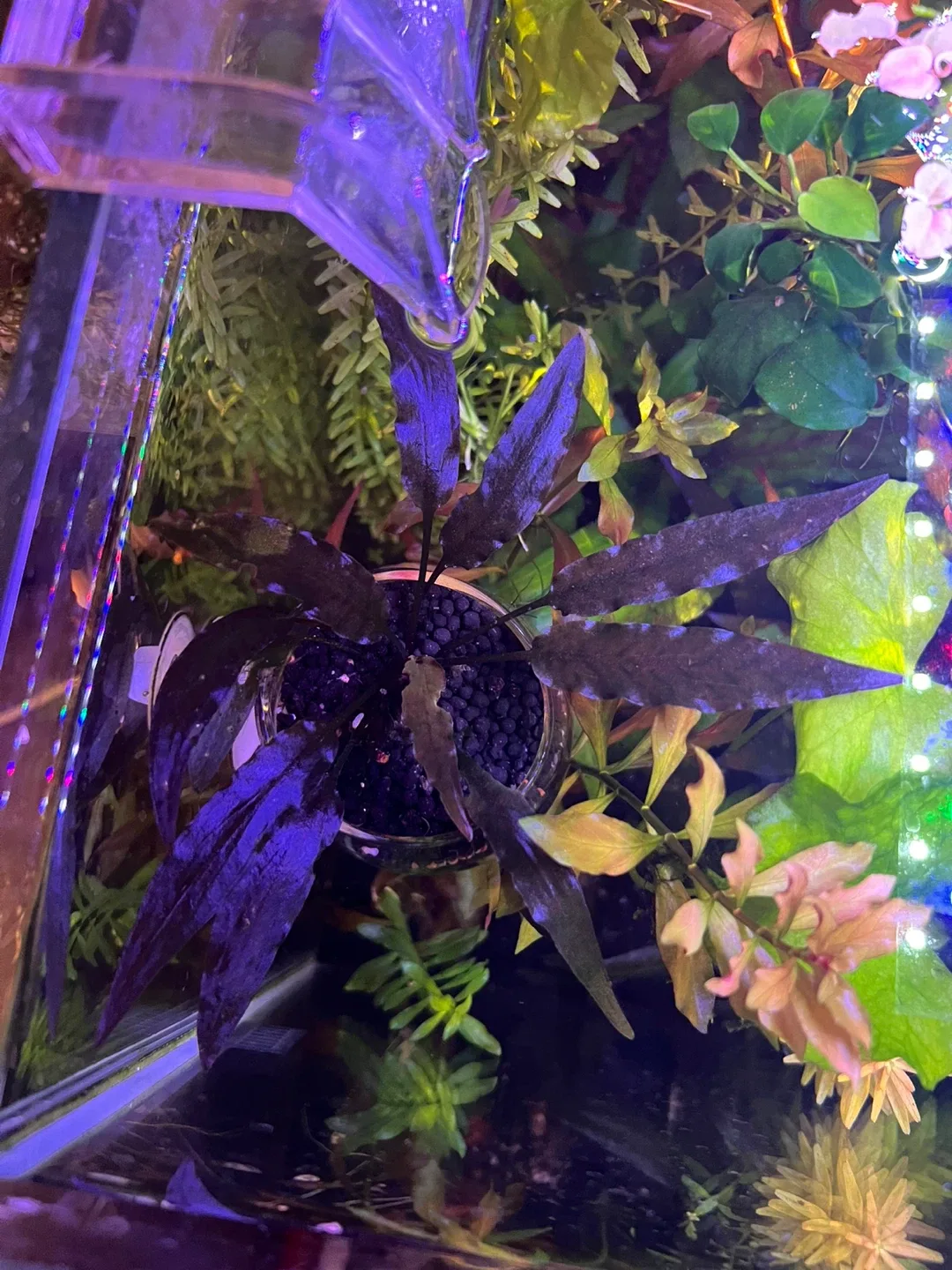 Cryptocoryne Wendtii 'Brown Indo' image indicator(2)