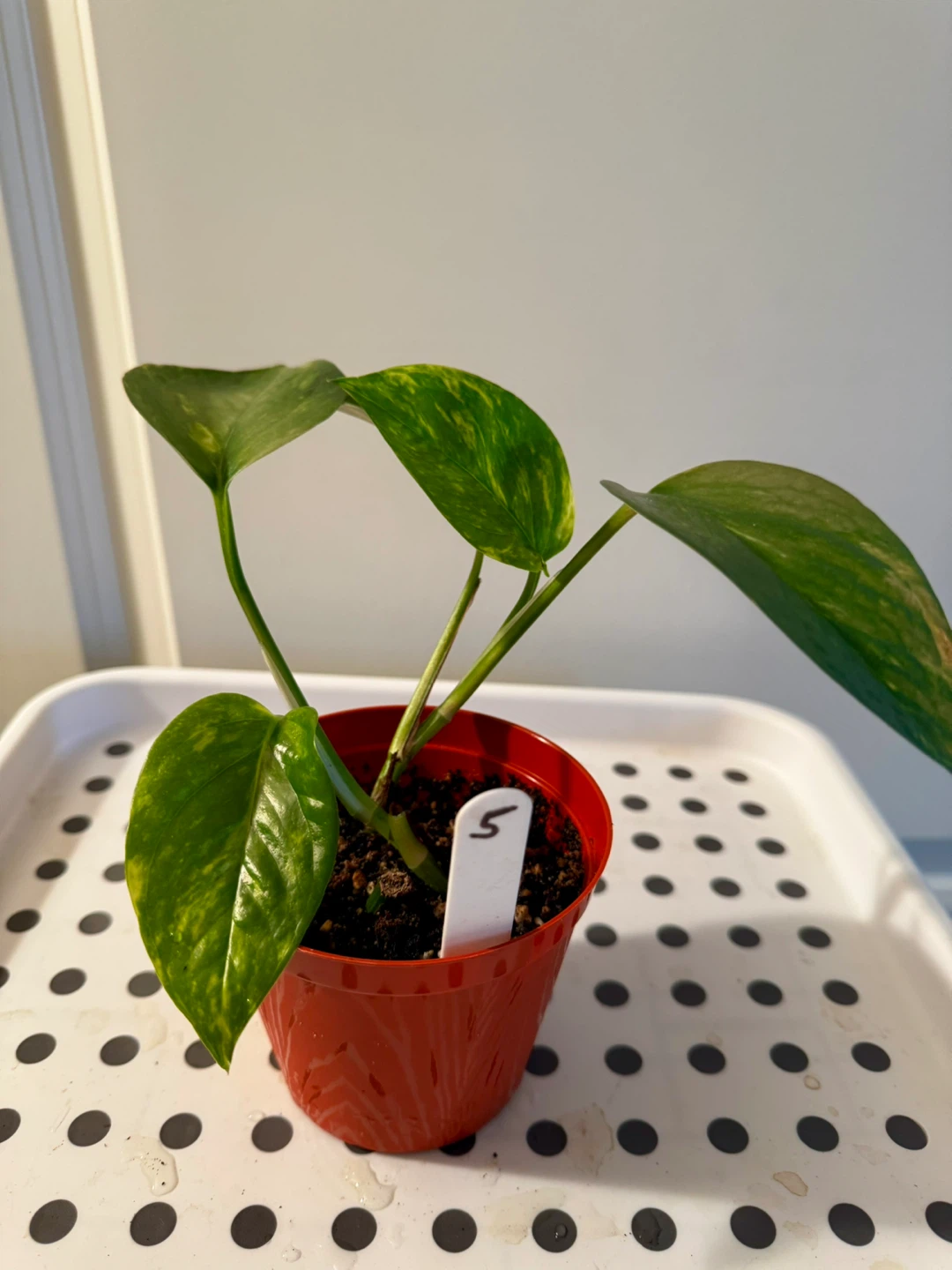 Pothos Plant in Red Pot - photo 5