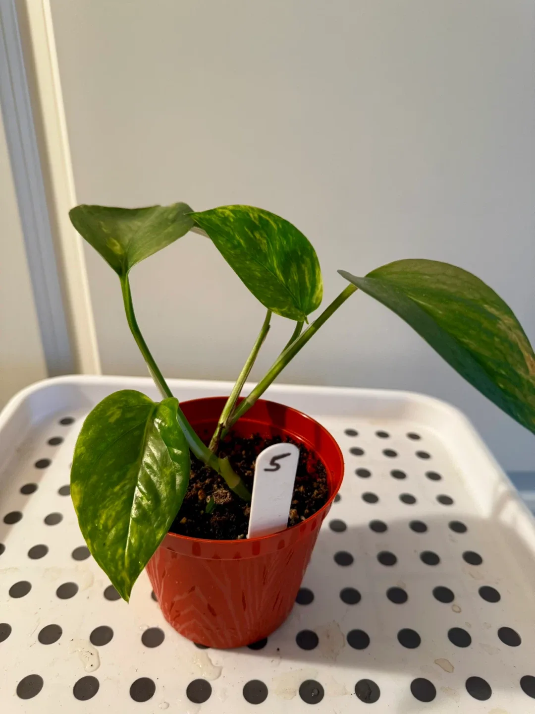 Pothos Plant in Red Pot image indicator(5)