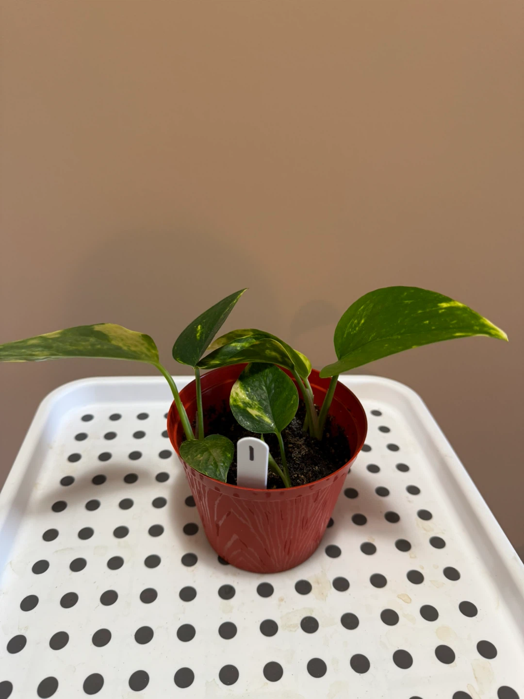 Pothos Plant in Red Pot