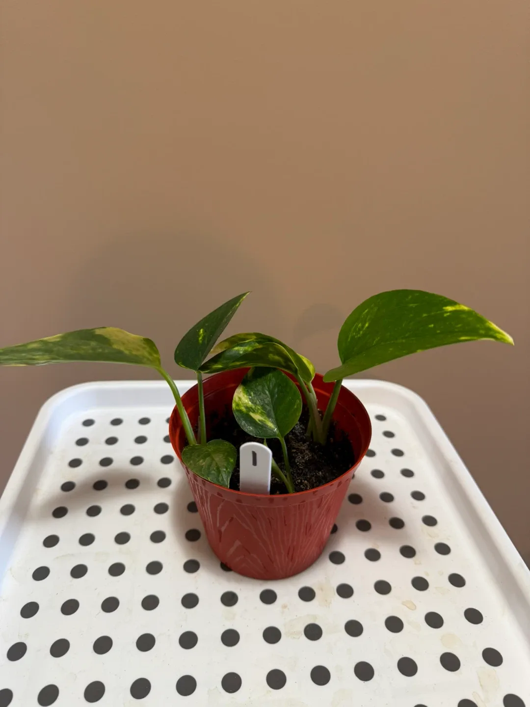 Pothos Plant in Red Pot thumbnail