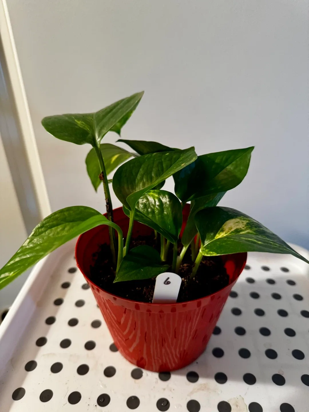 Pothos Plant in Red Pot image indicator(6)