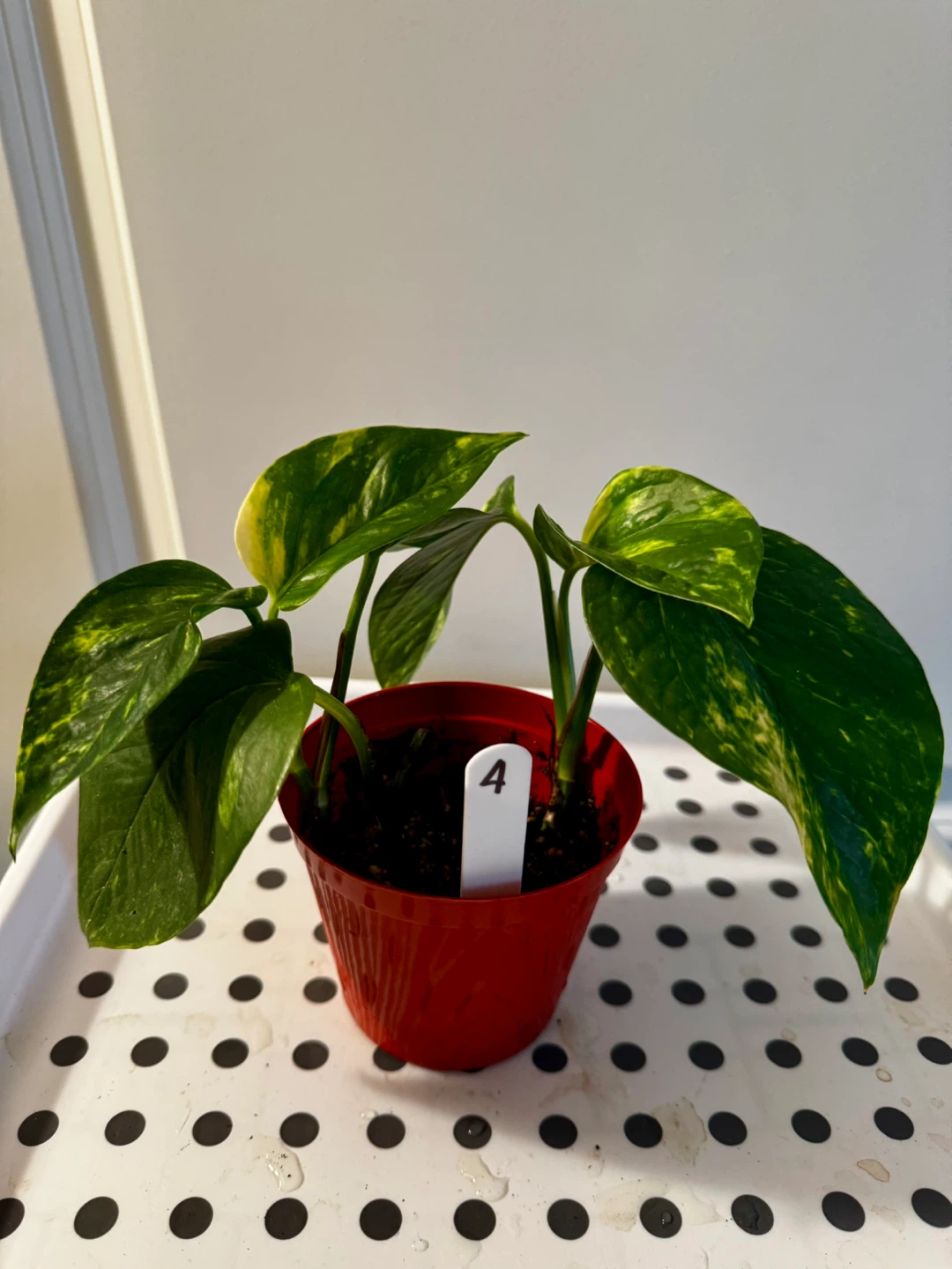 Pothos Plant in Red Pot - photo 4
