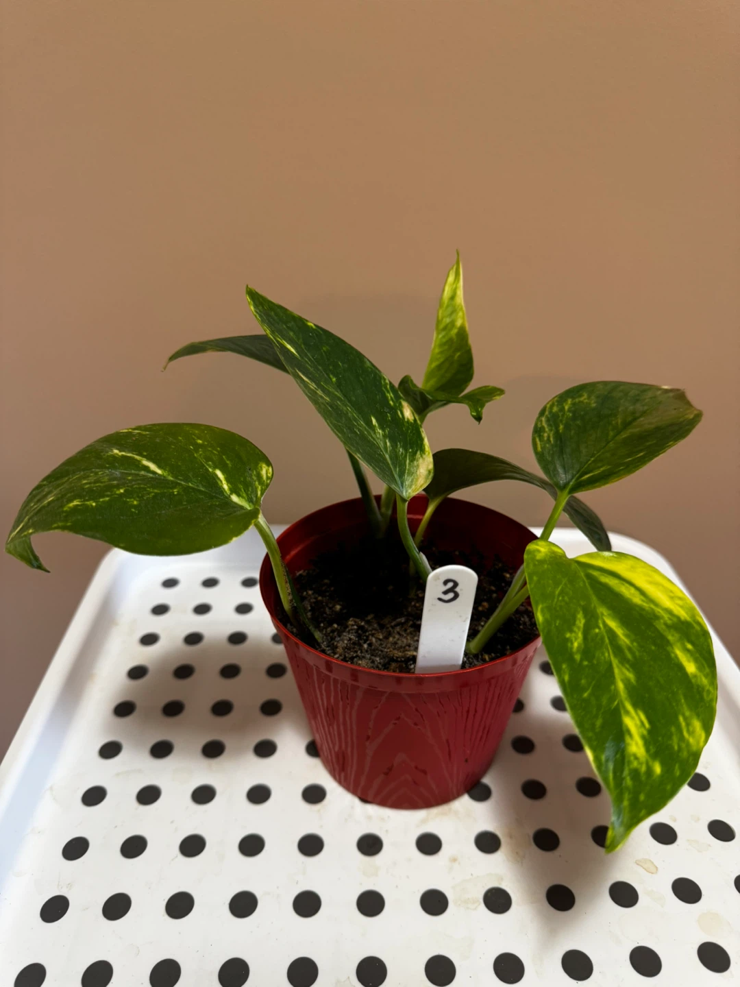 Pothos Plant in Red Pot - photo 3
