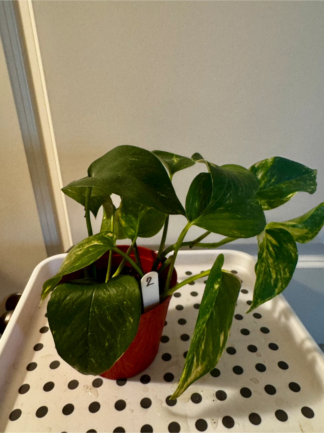 Pothos Plant in Red Pot - photo 2