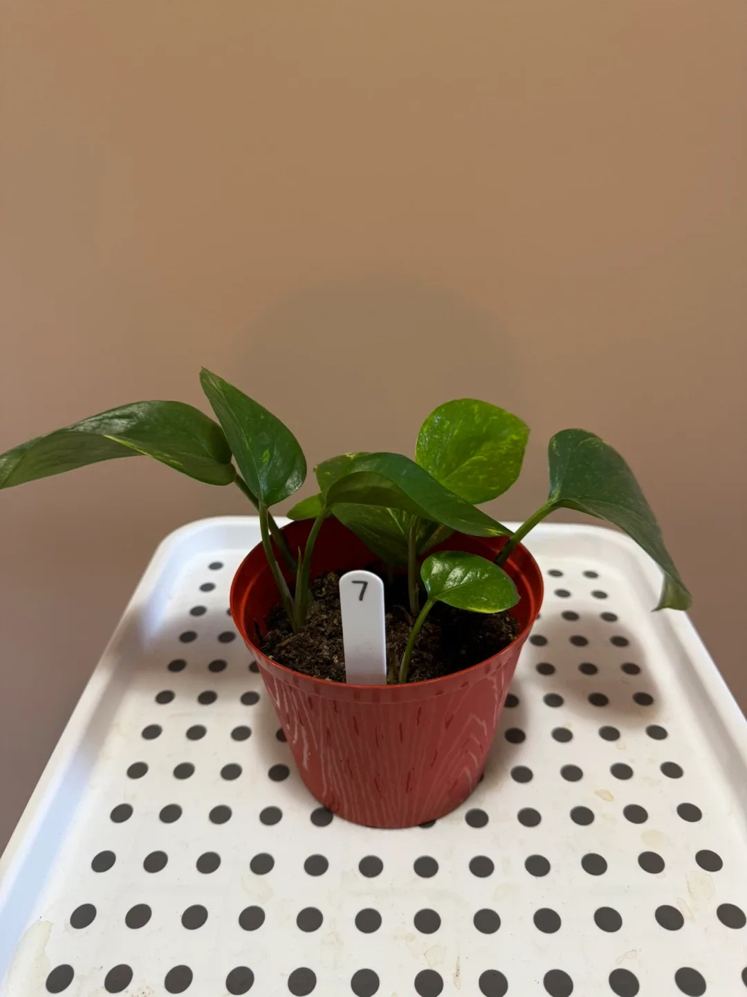 Pothos Plant in Red Pot image indicator(7)