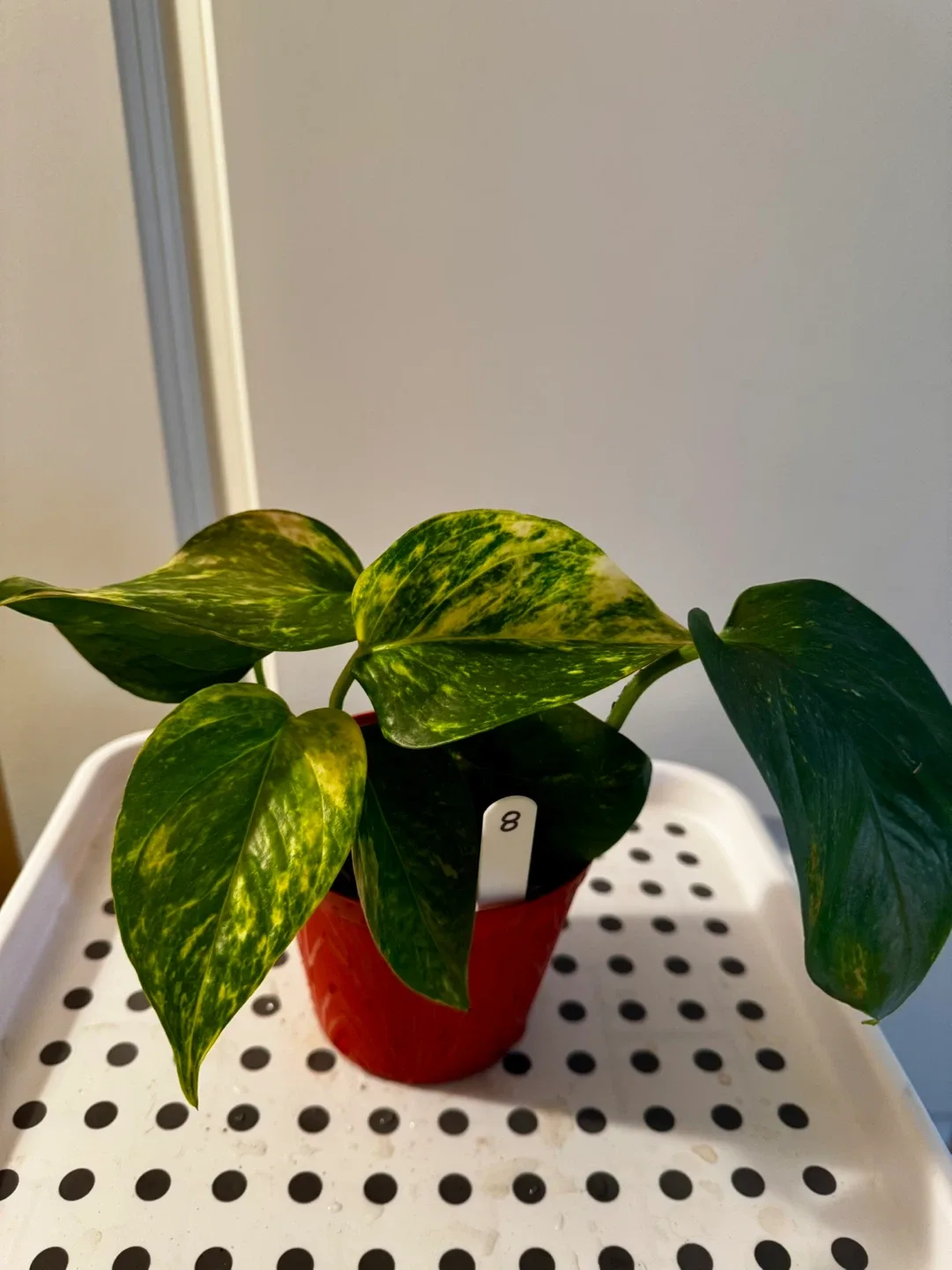 Pothos Plant in Red Pot image indicator(8)